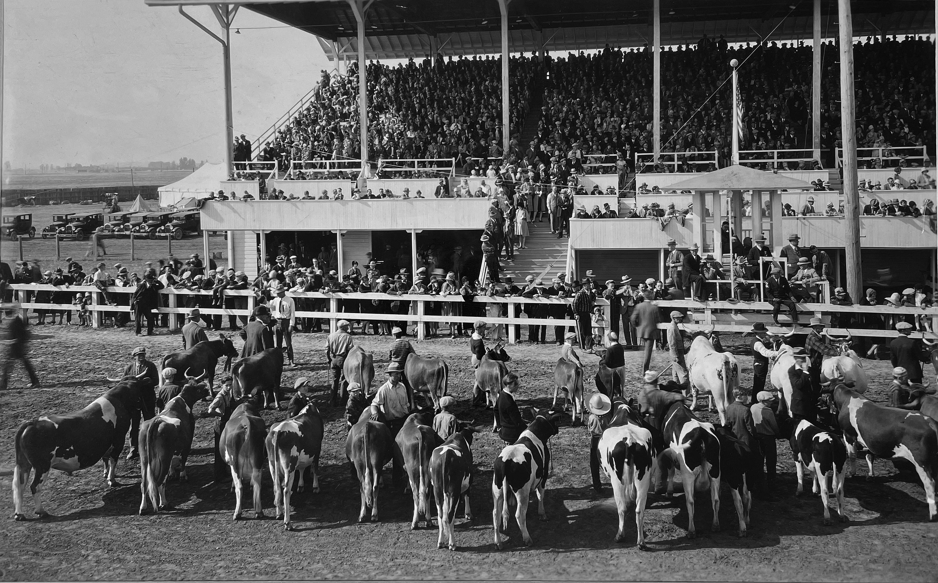 A historic black and white photo of the rodeo grandstands and arena with livestock lined up.