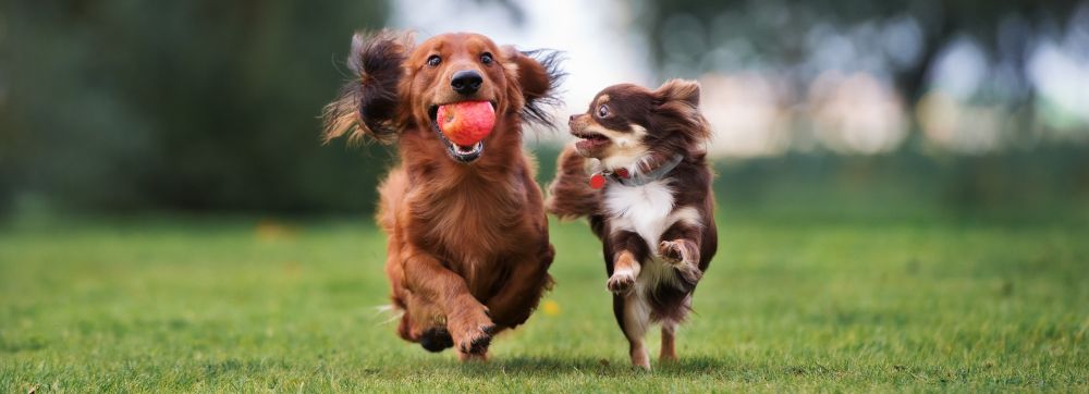 Two dogs in a green grassy background running