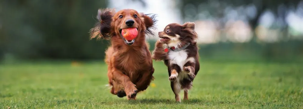 Two dogs in a green grassy background running