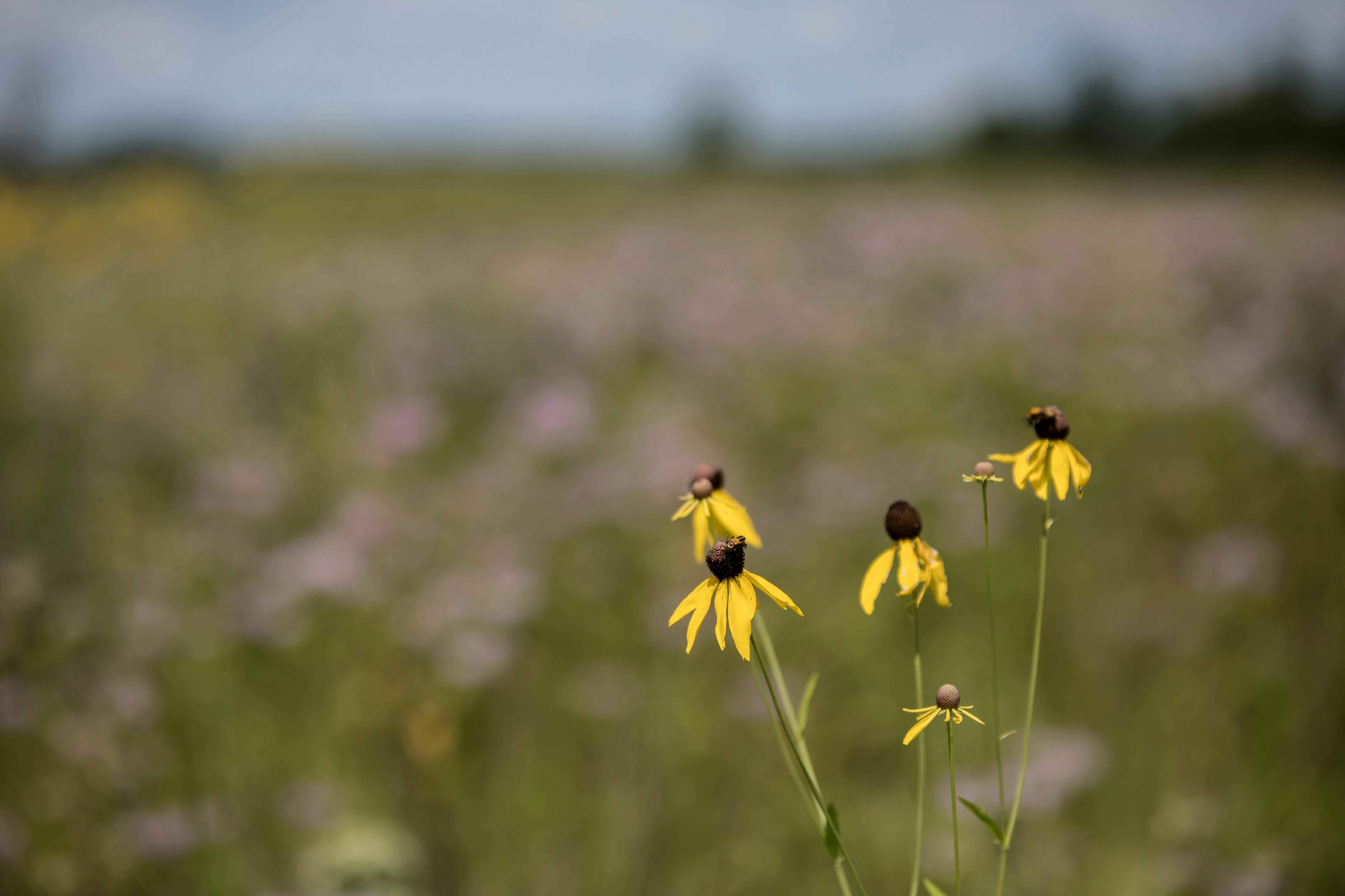 Crow-Hassan prairie in full summer bloom
