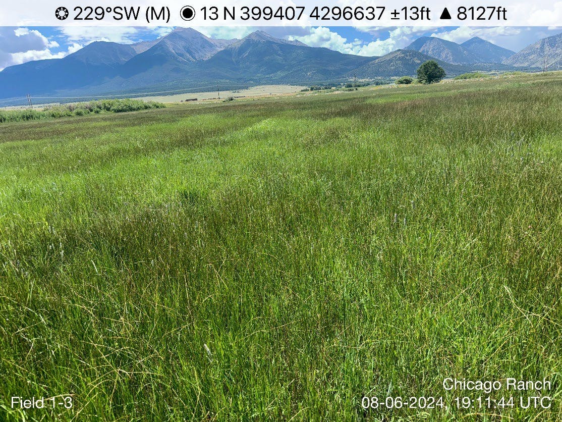 Field 1 Transect 3.jpg