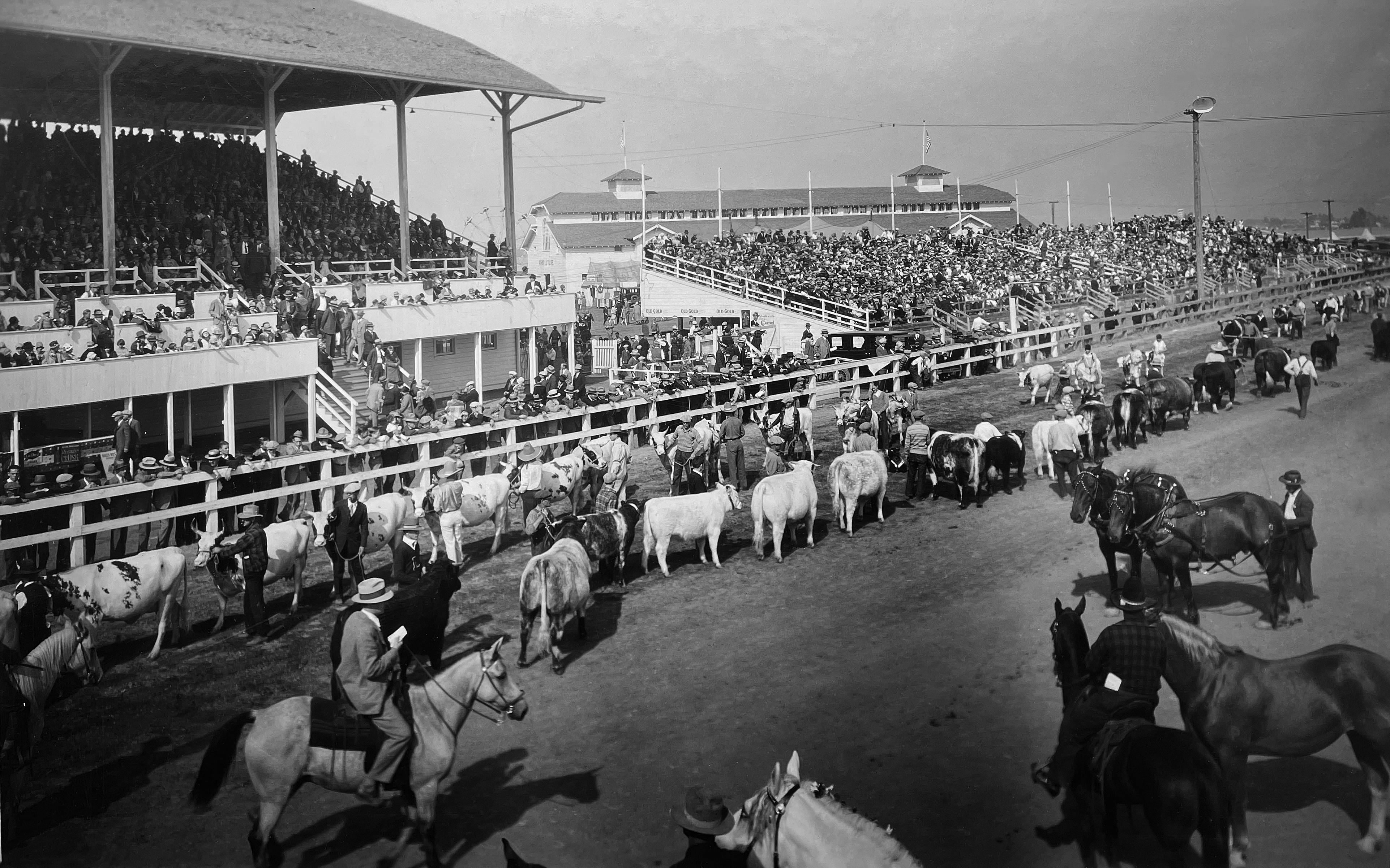 A historic black and whit photo of the rodeo grandstands and arena with livestock lined up.