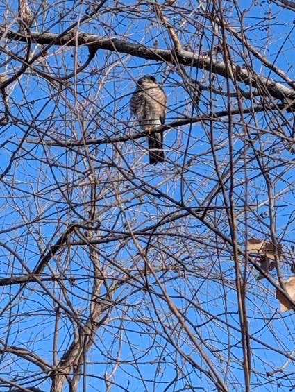 sharp shinned hawk Dec 2025 pic 2.jpg