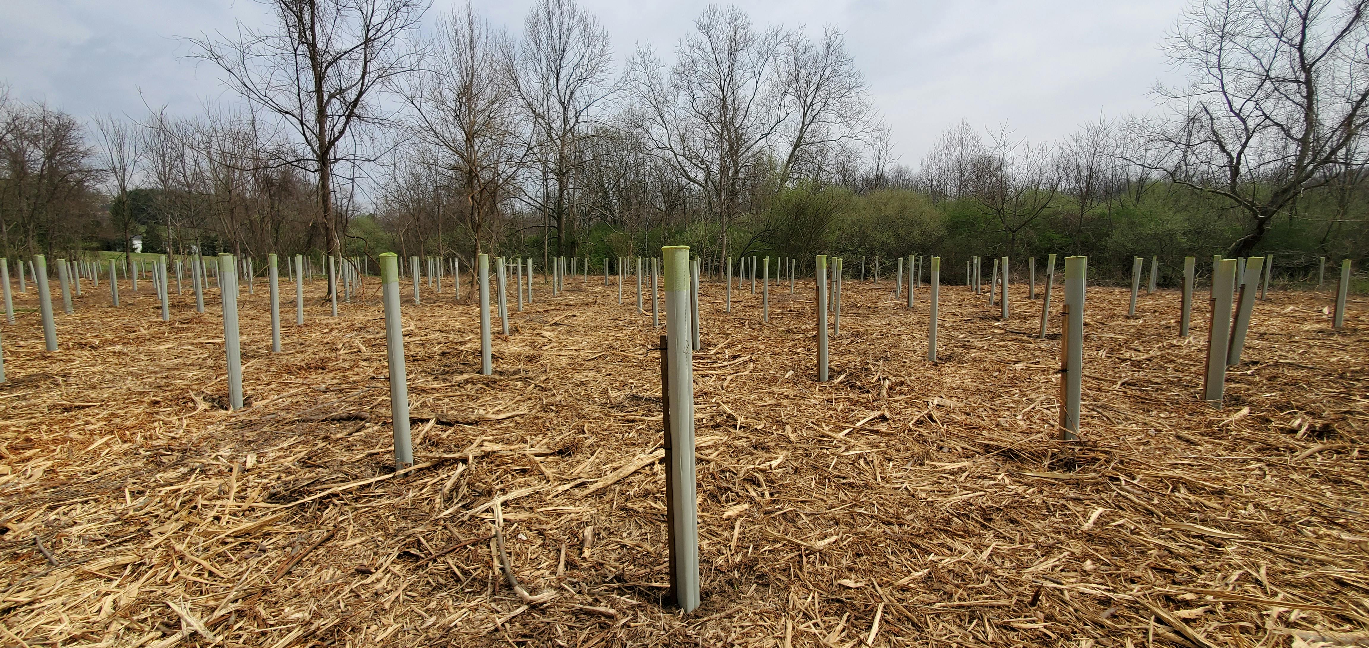 Around 1,000 native saplings planted at Heritage Park