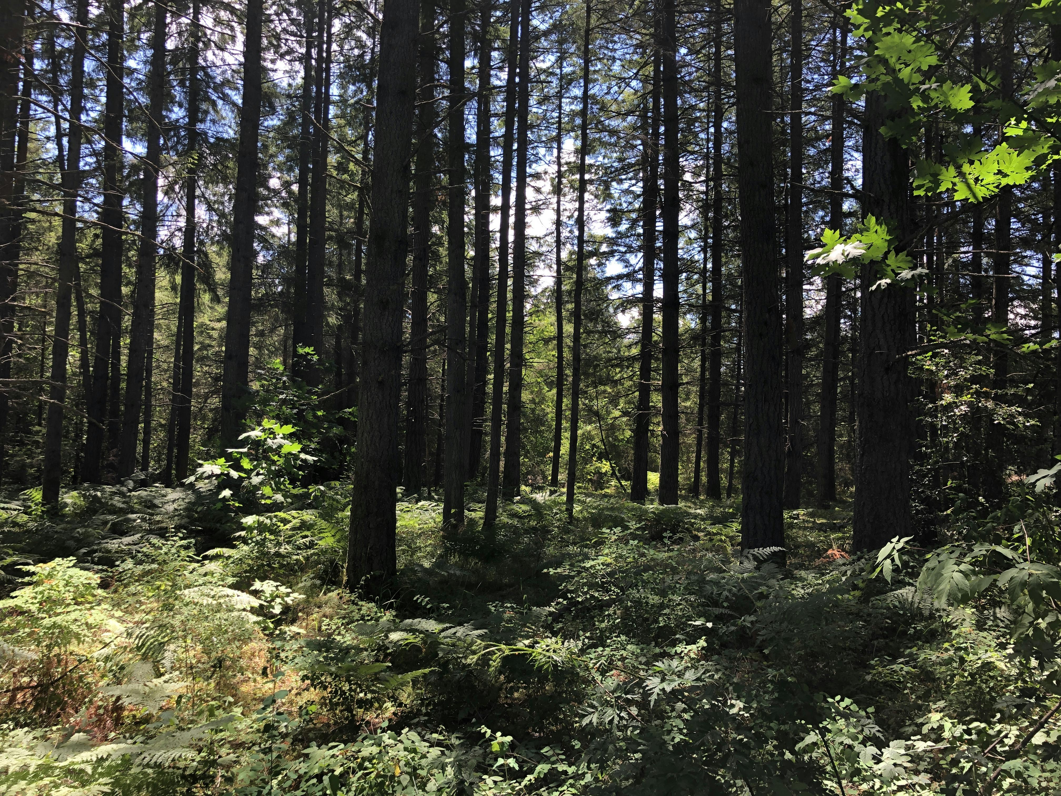 Wooded area at Yelm Highway Community Park site