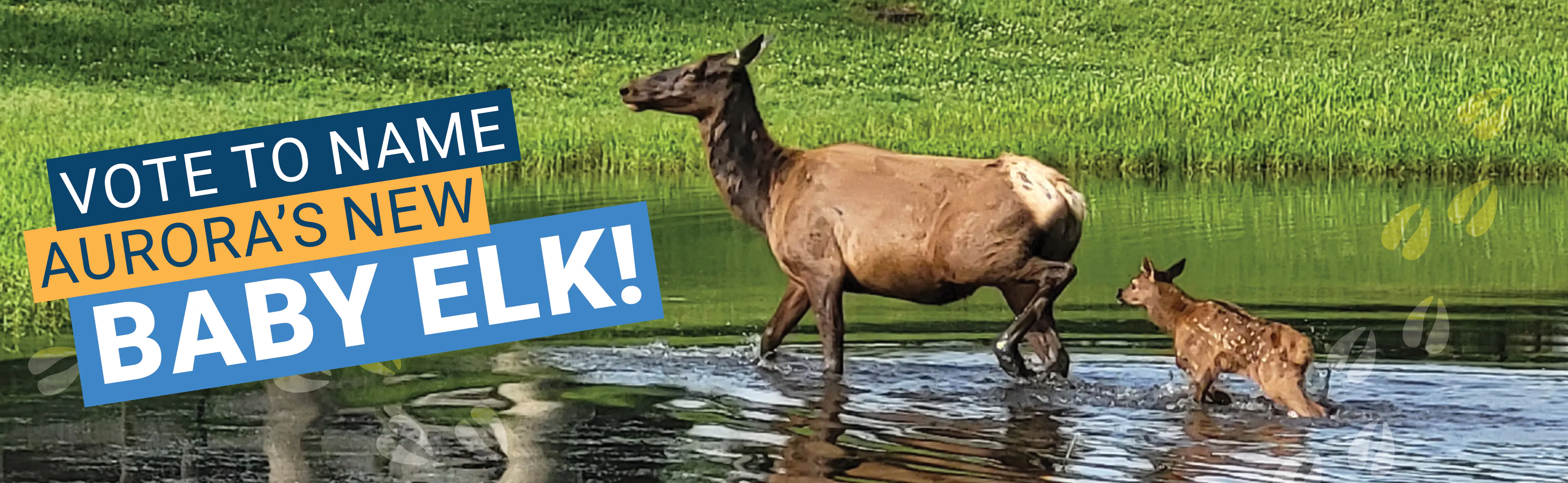 Name Aurora's new baby elk!