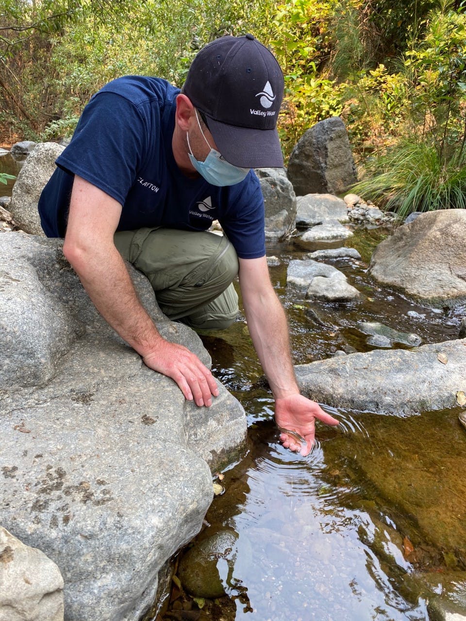 A biologist releases a juvenile steelhead into its new home after a fish rescue at Coyote Creek in 2020.