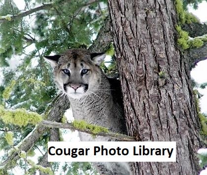 WDFW Stock Cougar Photo