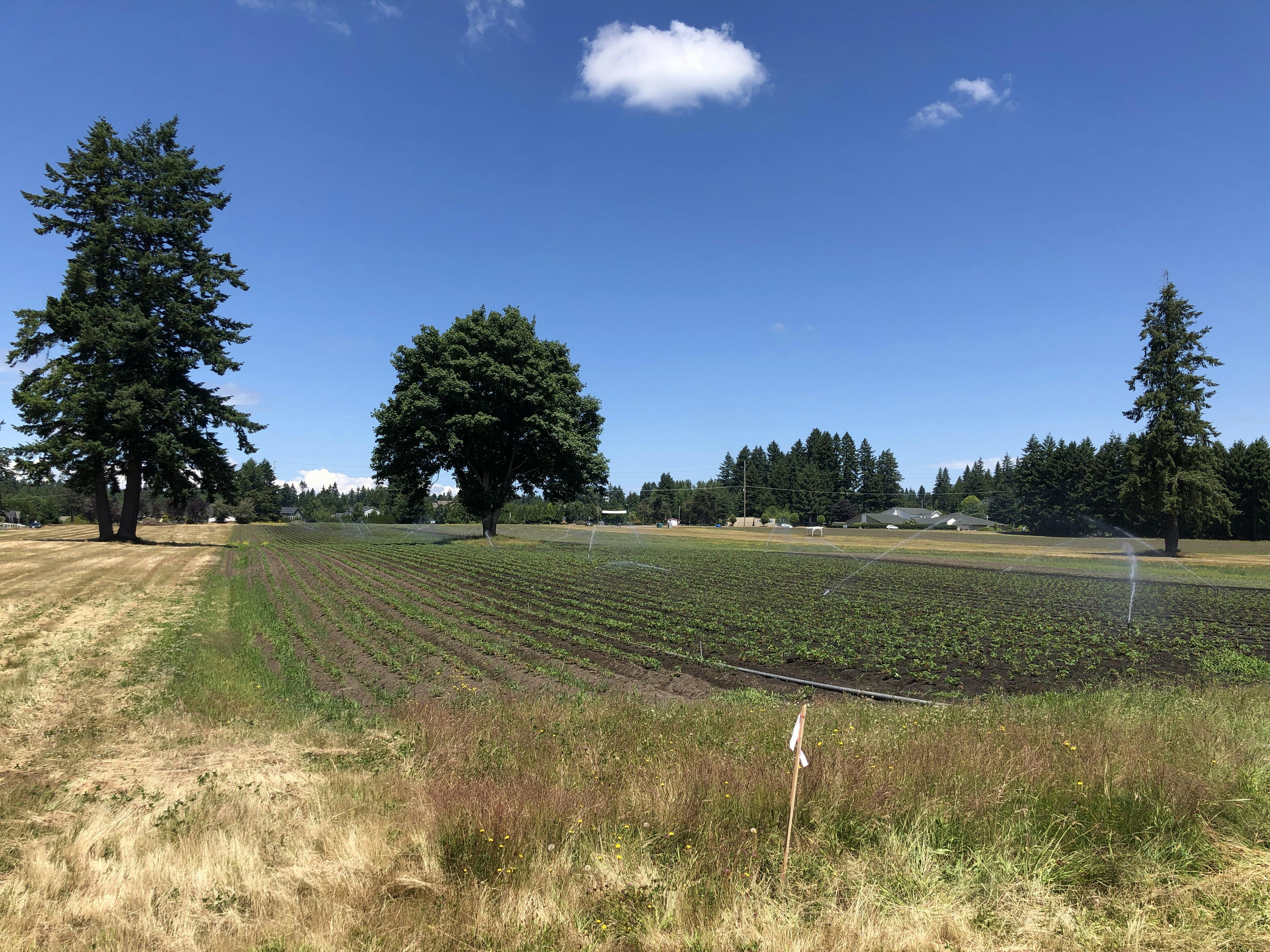 Strawberry field at Yelm Highway Community Park site
