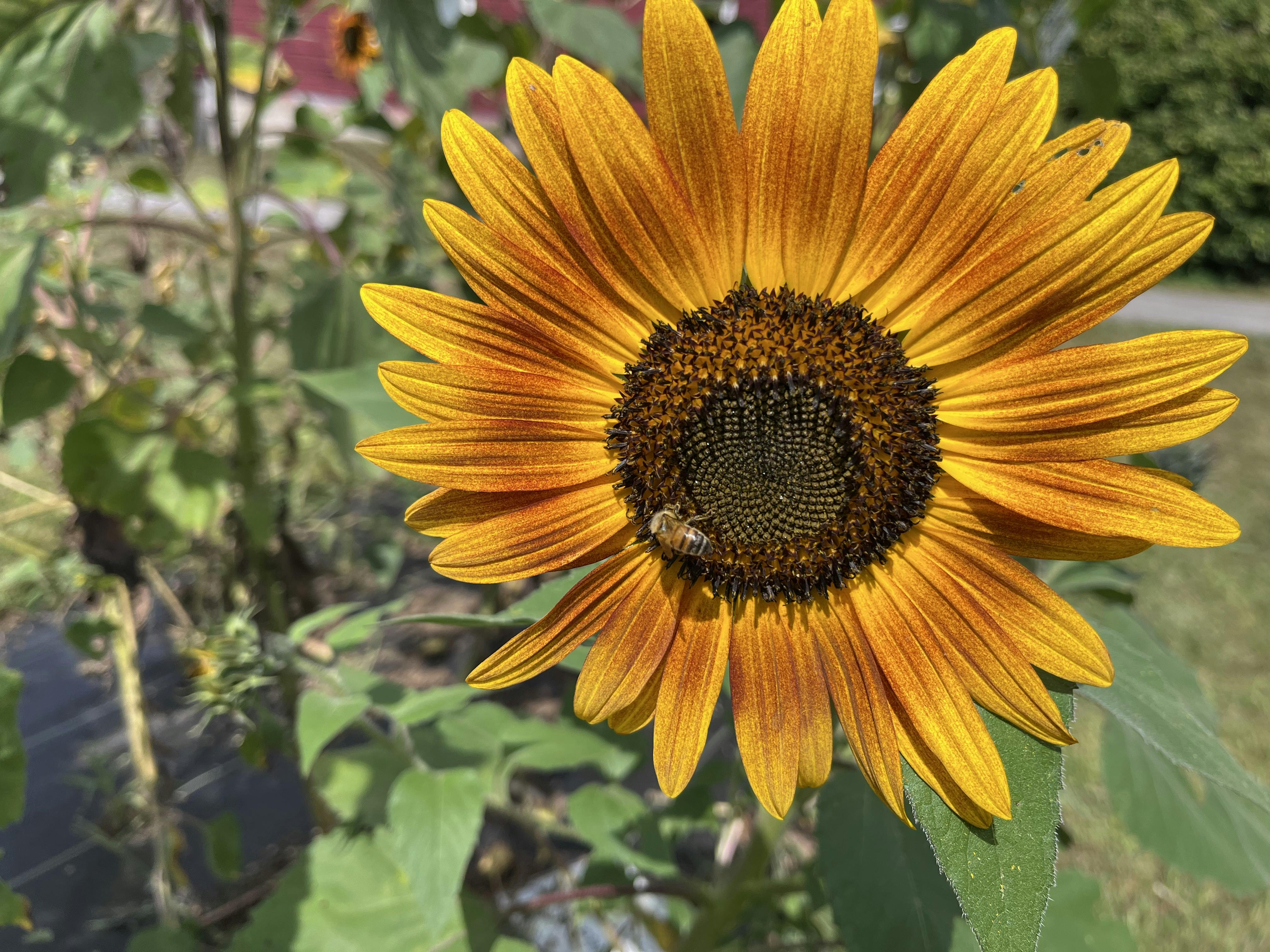 Sunflower and bee closeup-Sept 2025.jpg
