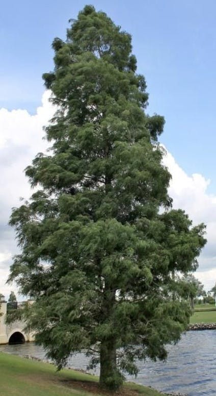 Bald Cypress.jpg