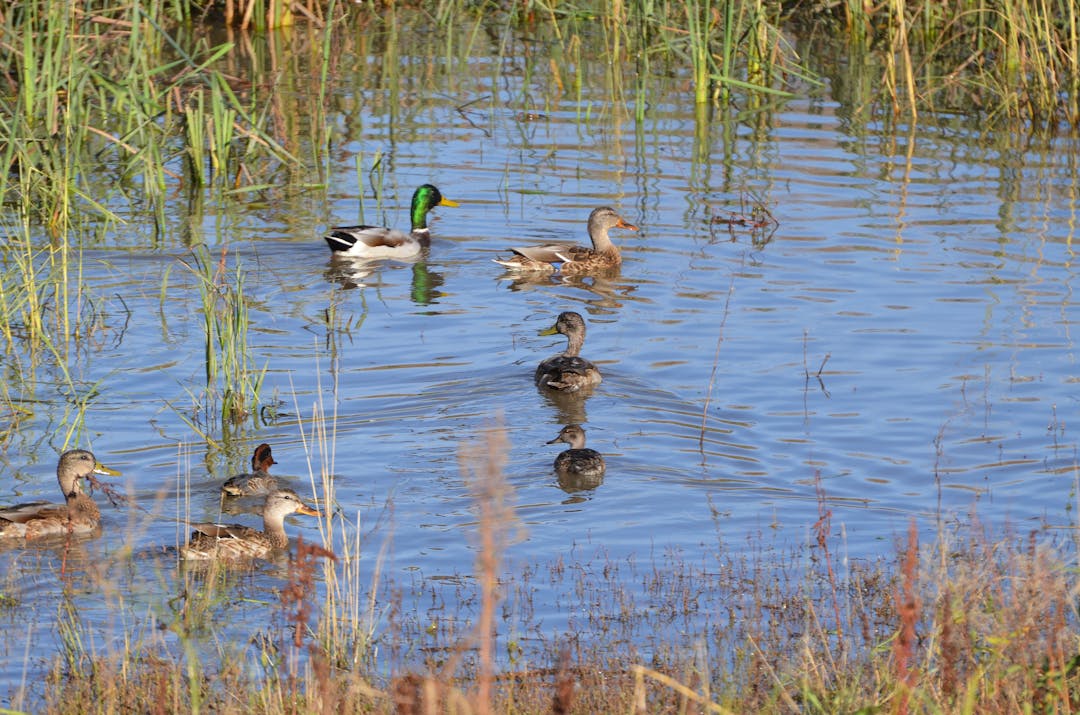Northeast Duck Zone Season Dates Engage CPW