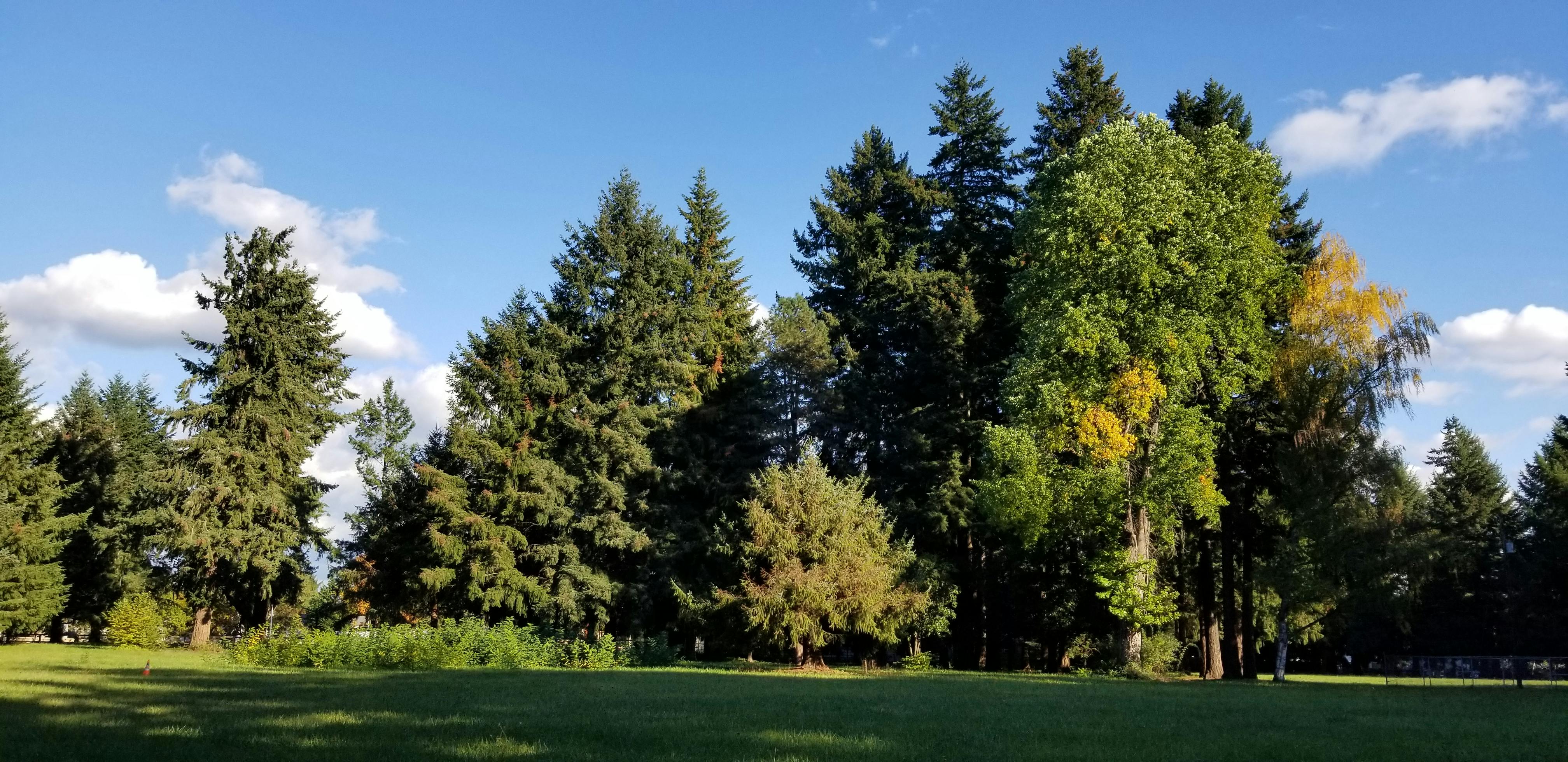 Shaffer Park houses a variety of trees