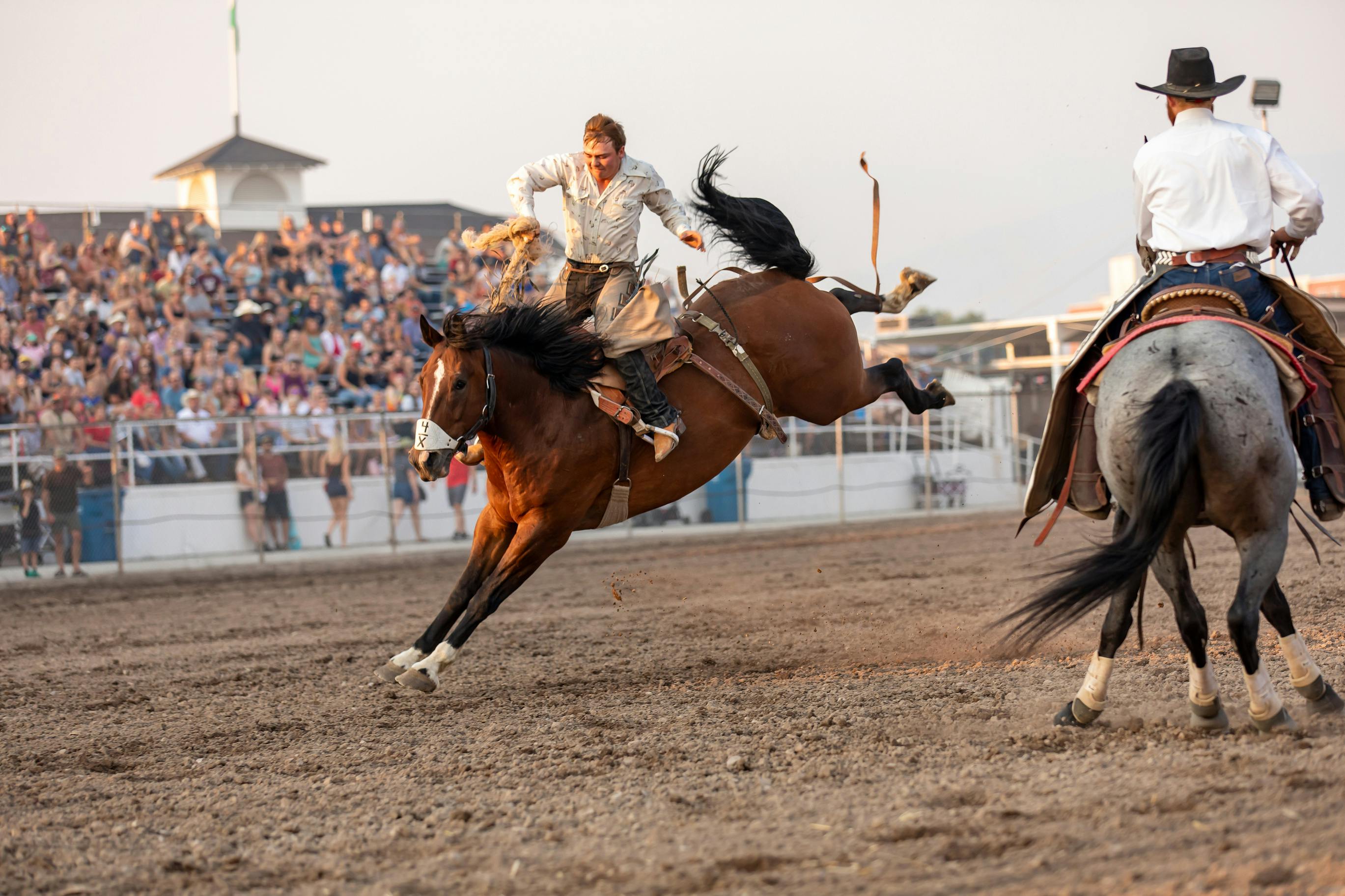 A bronc rider at a rodeo in the evening. A full grandstands watches behind him.