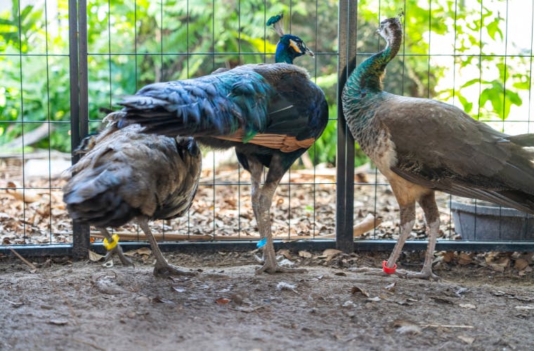 Two peacocks in a contained enclosure with metal fencing showing birds during transport as part of the peacock mitigation procedure.png