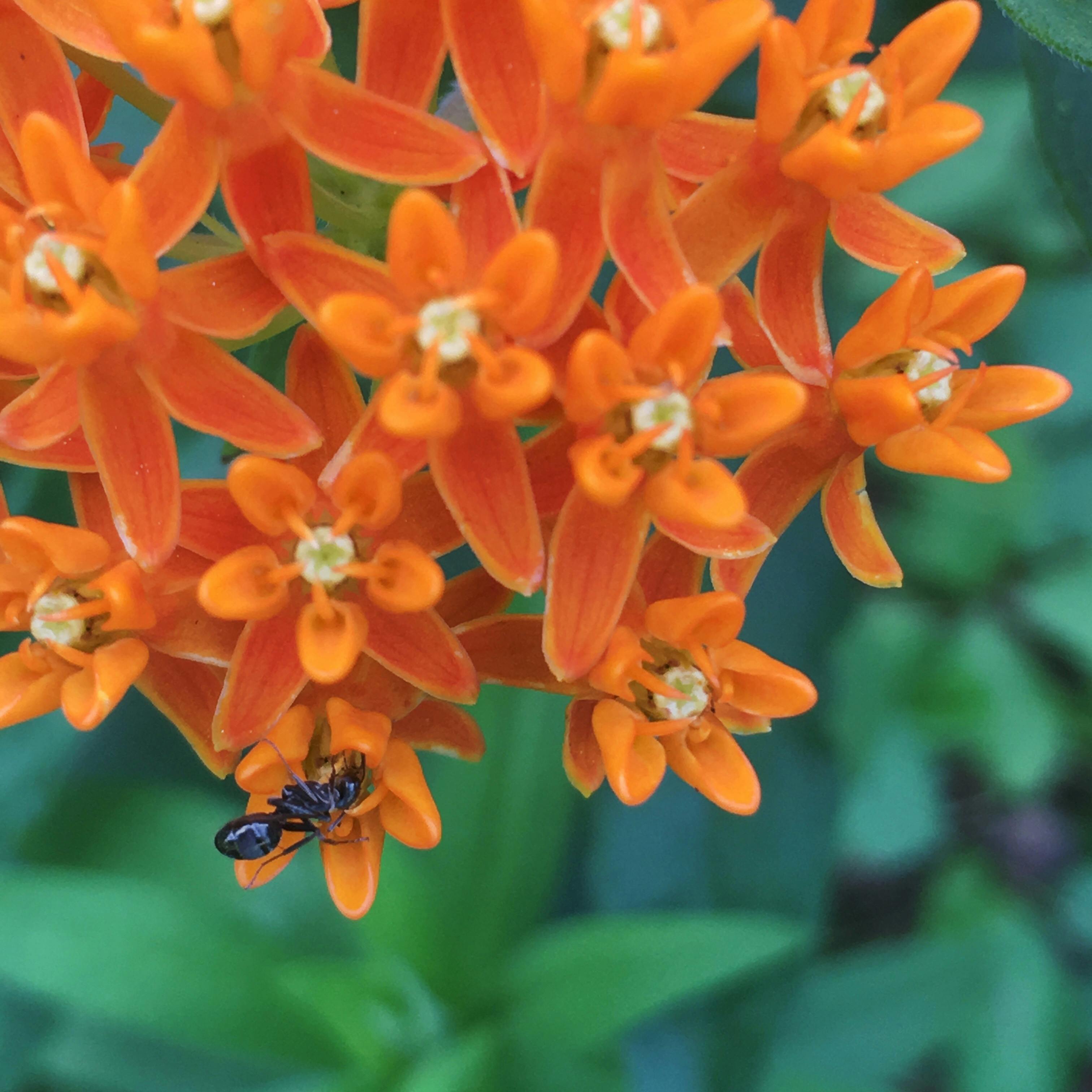 Butterfly Milkweed - Asclepias tuberosa