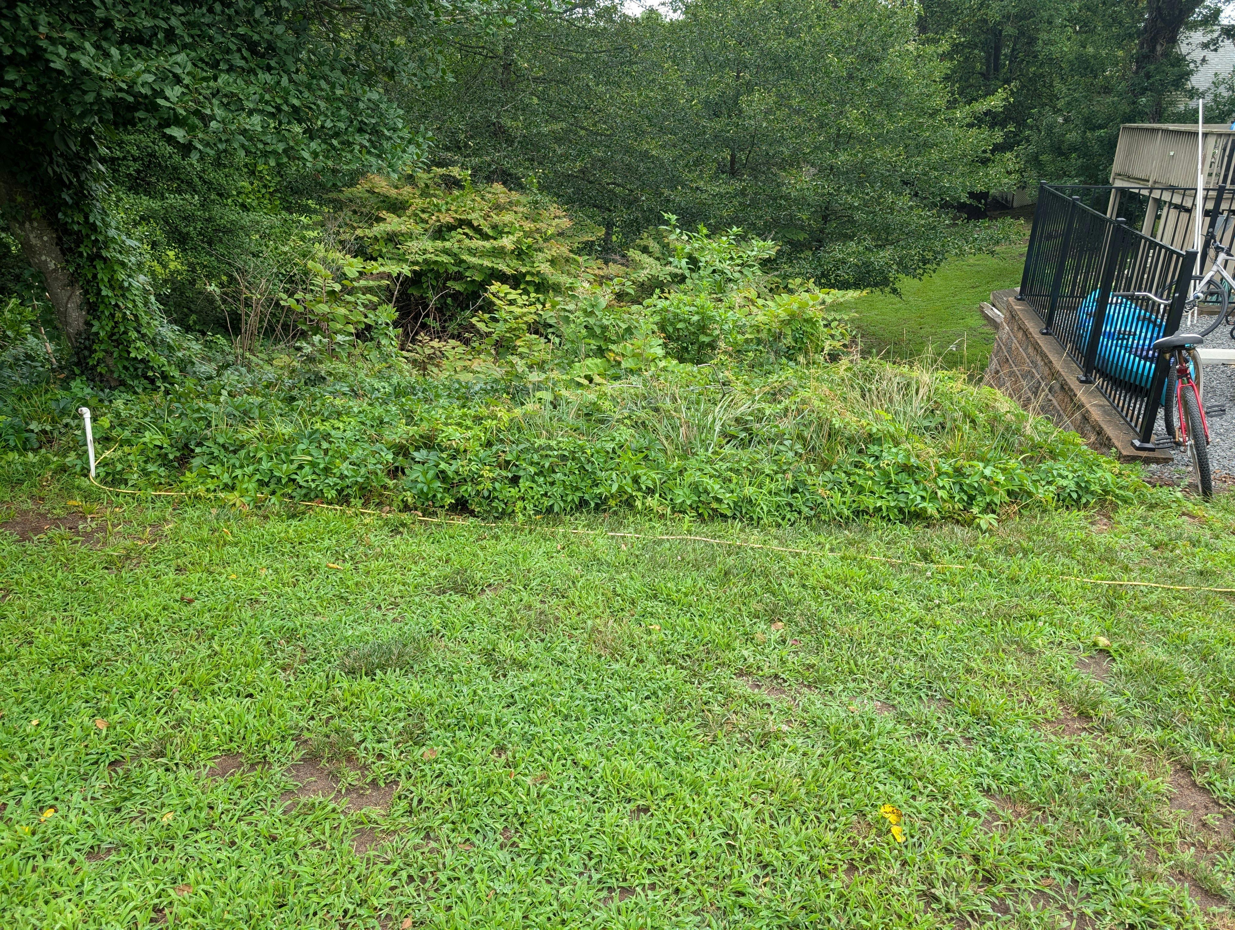 Image of property backyard
