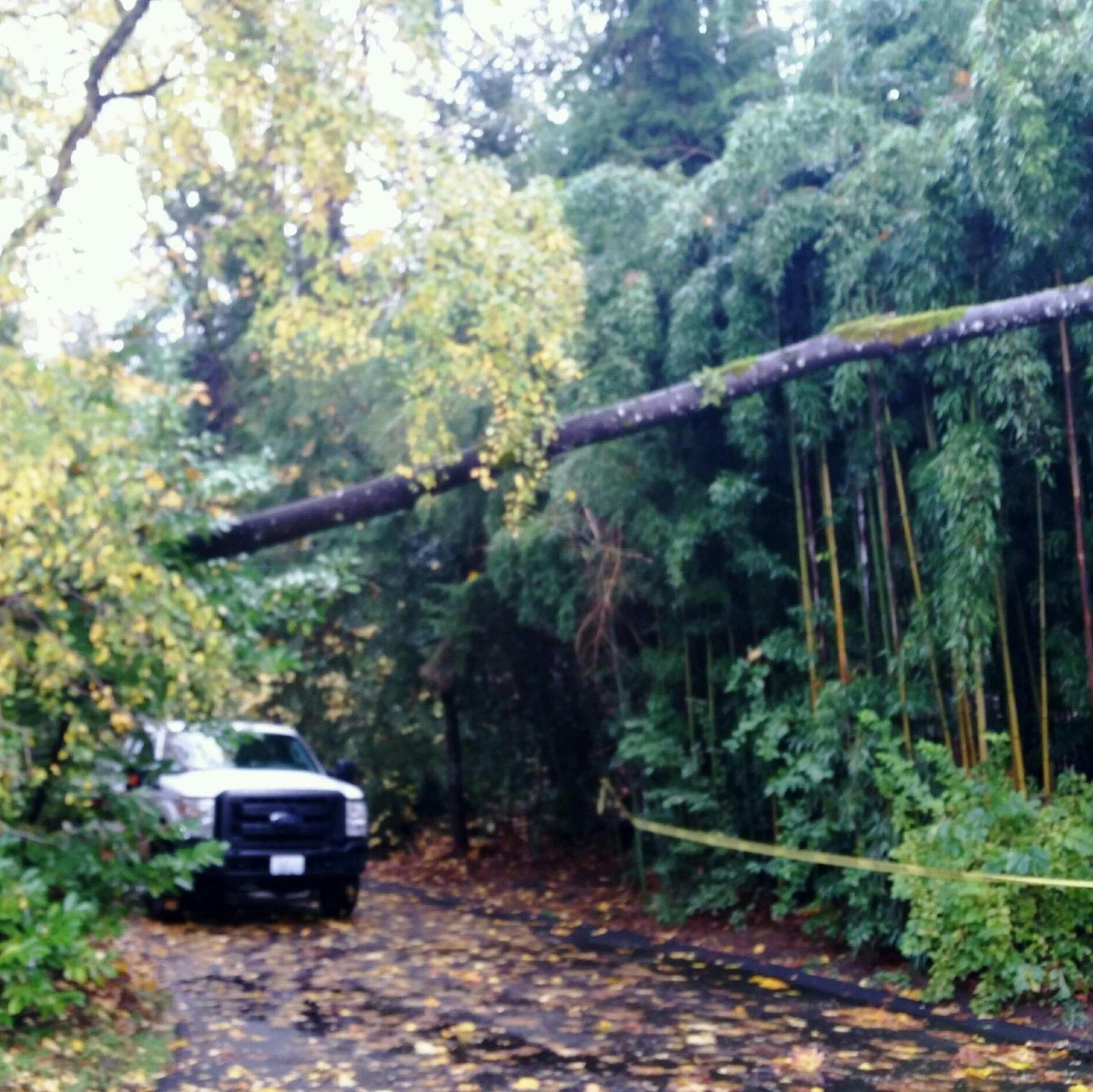 Blowdowns Can Occur During or After a Storm (Nov 2015)