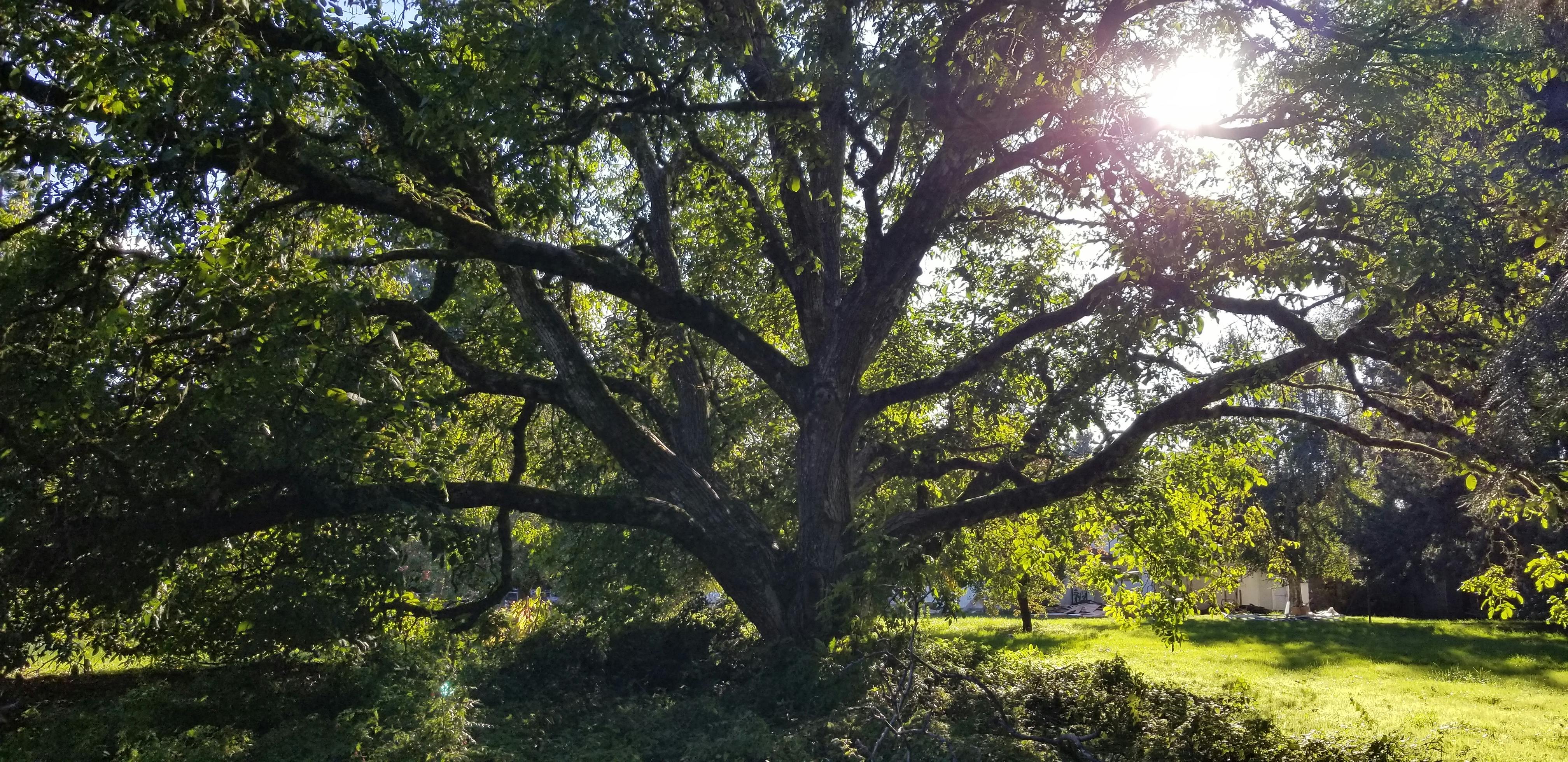 A mature walnut tree is a unique feature at Shaffer Park