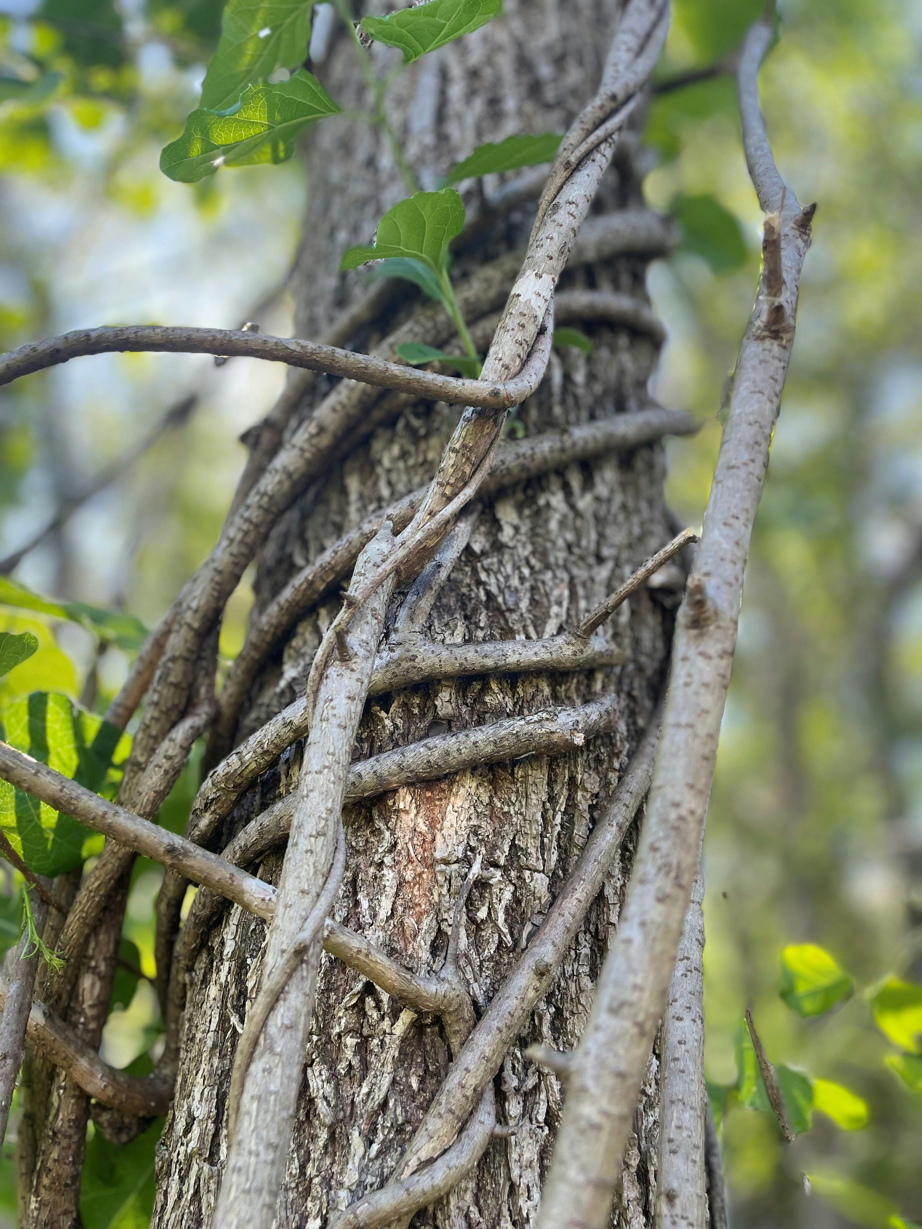 Tree wrapped in invasive Bittersweet vine