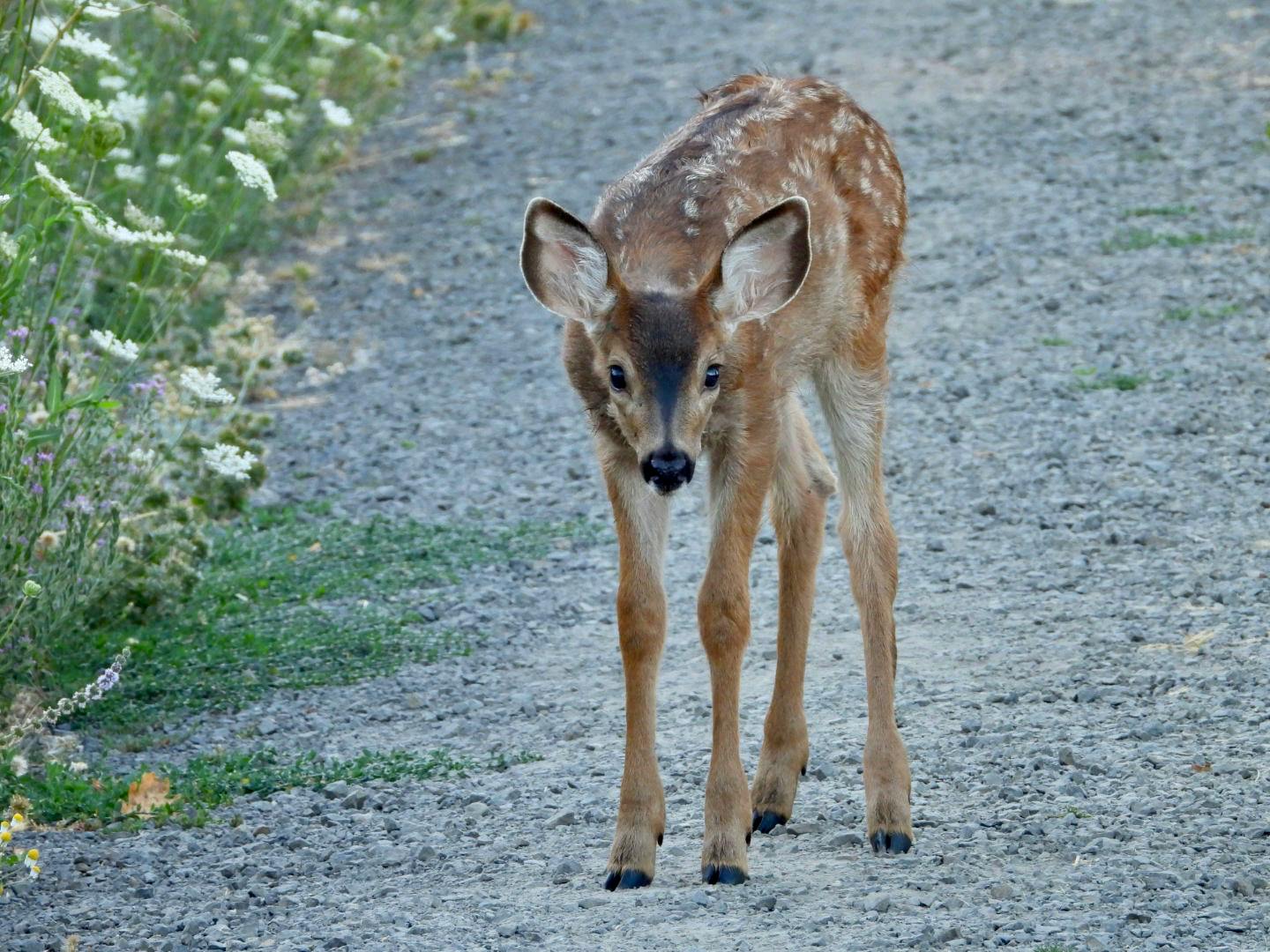 Category 7: Nature (Wildlife)