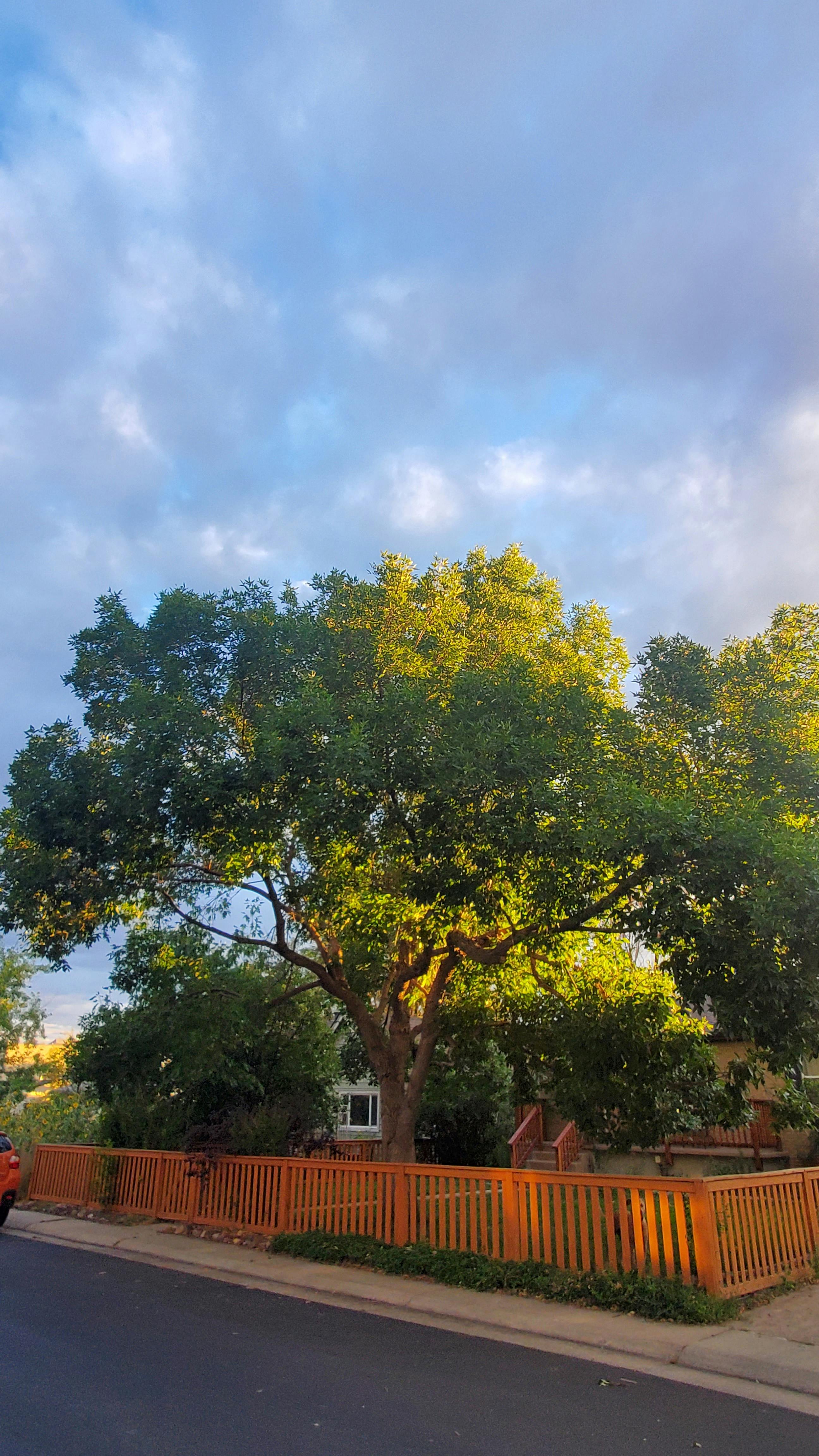 Front of home with wooden fence and green tree