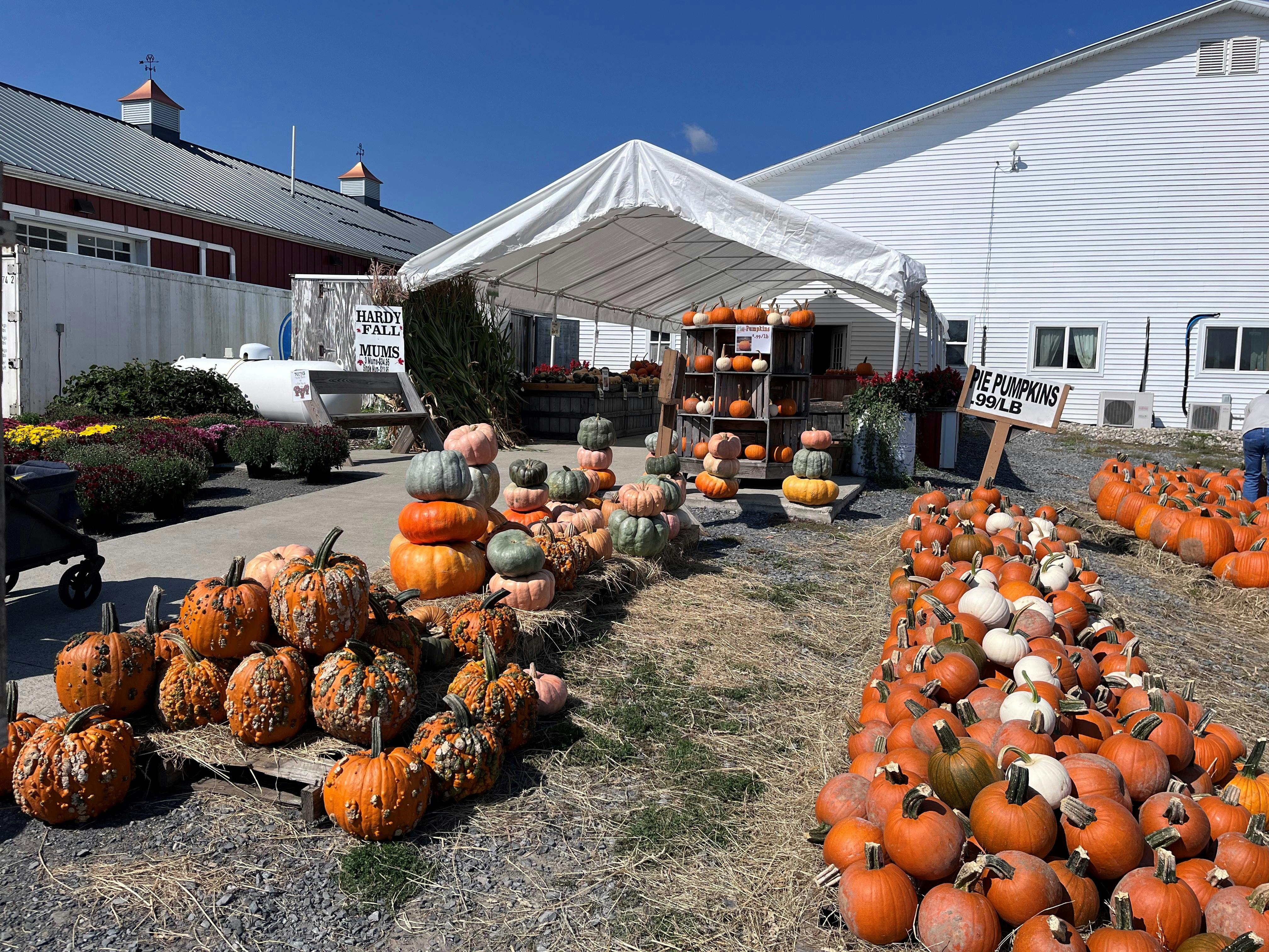 pumpkins and gourds display_Bowman Orchards 9-14-24.jpg