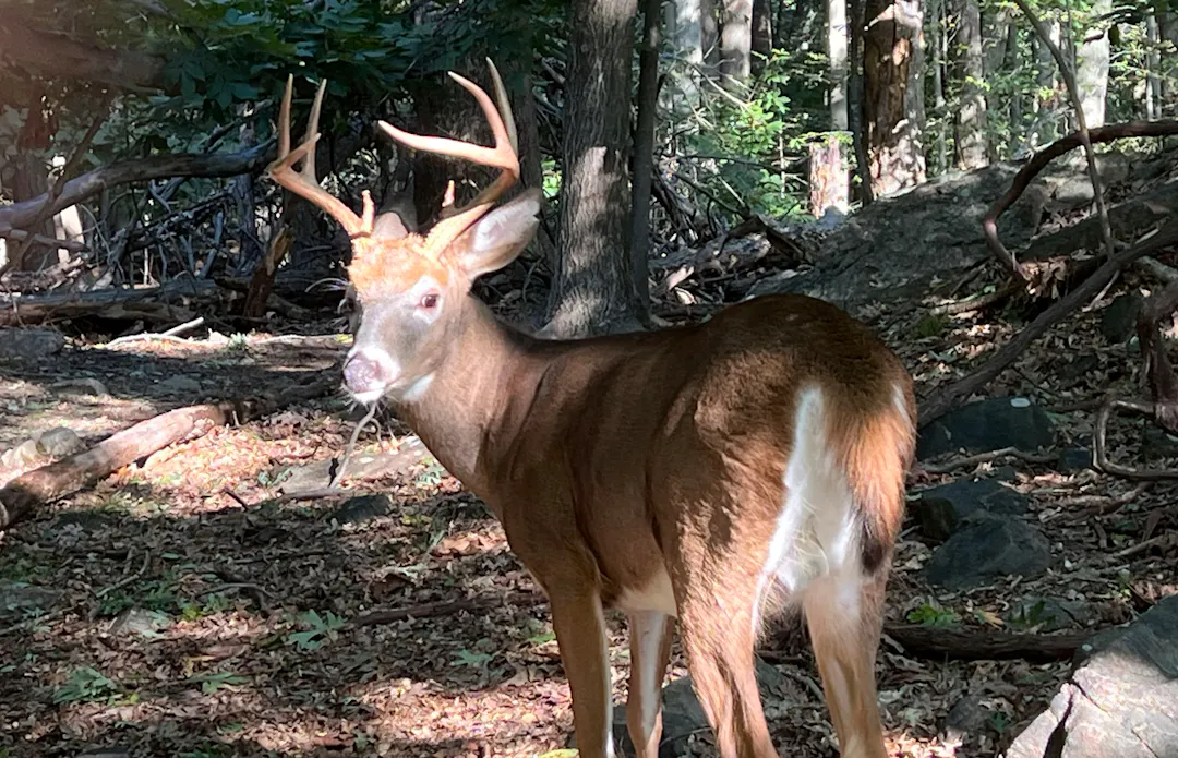 Deer