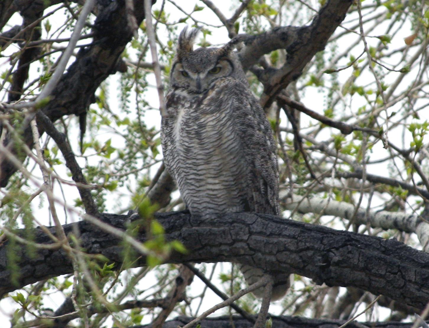 Great-Horned-Owl.jpg