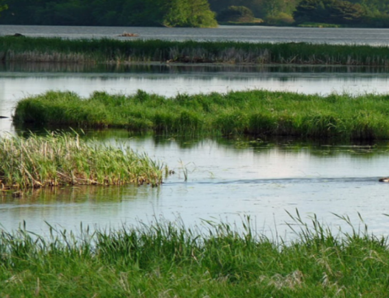 Emergent Vegetation & Wetland Features within Lagoon - plant emergent vegetation to create habitat diversity and wetland systems to provide mixture of open water and wetlands