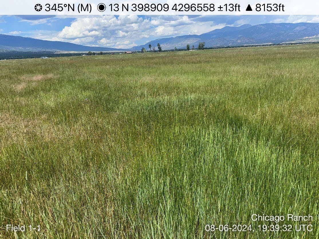 Field 1 Transect 1.jpg