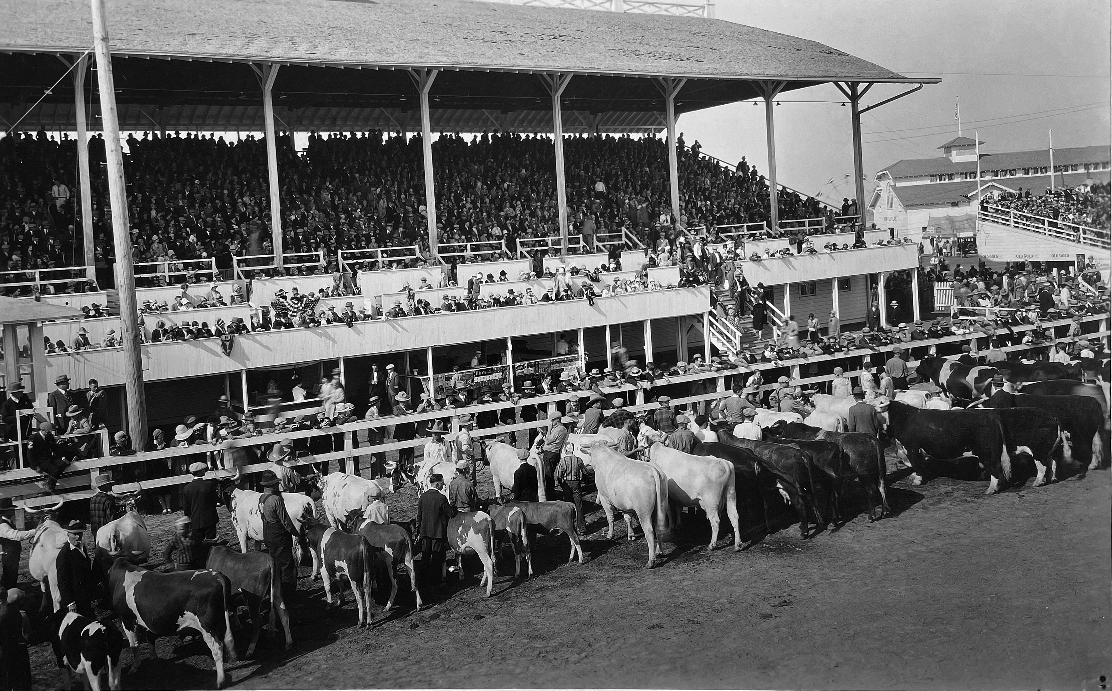 A historic black and white photo of the rodeo grandstands and arena with livestock lined up.