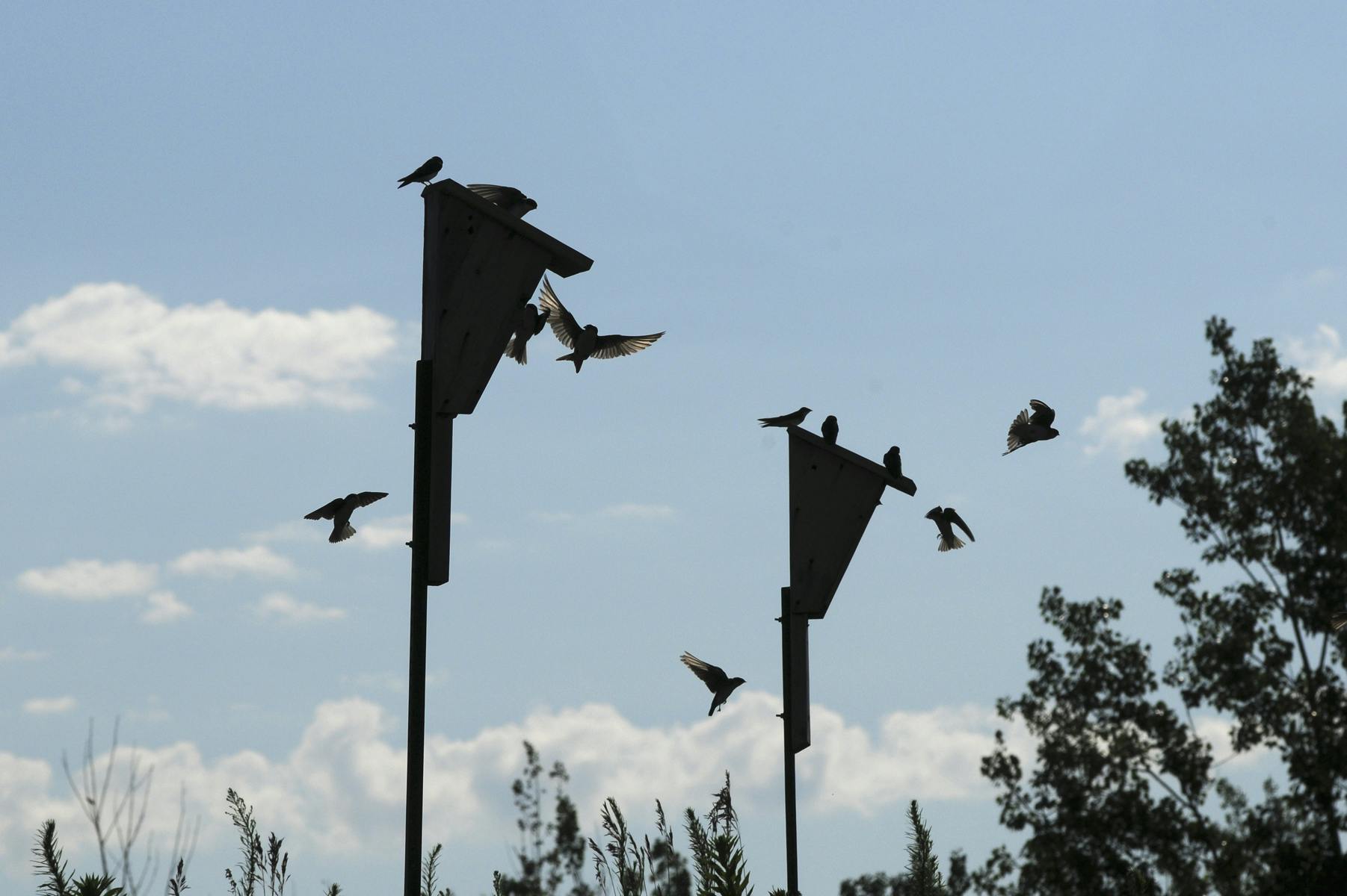 Bird houses at Crow-Hassan