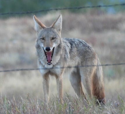 coyote - peter ruprecht.jpg