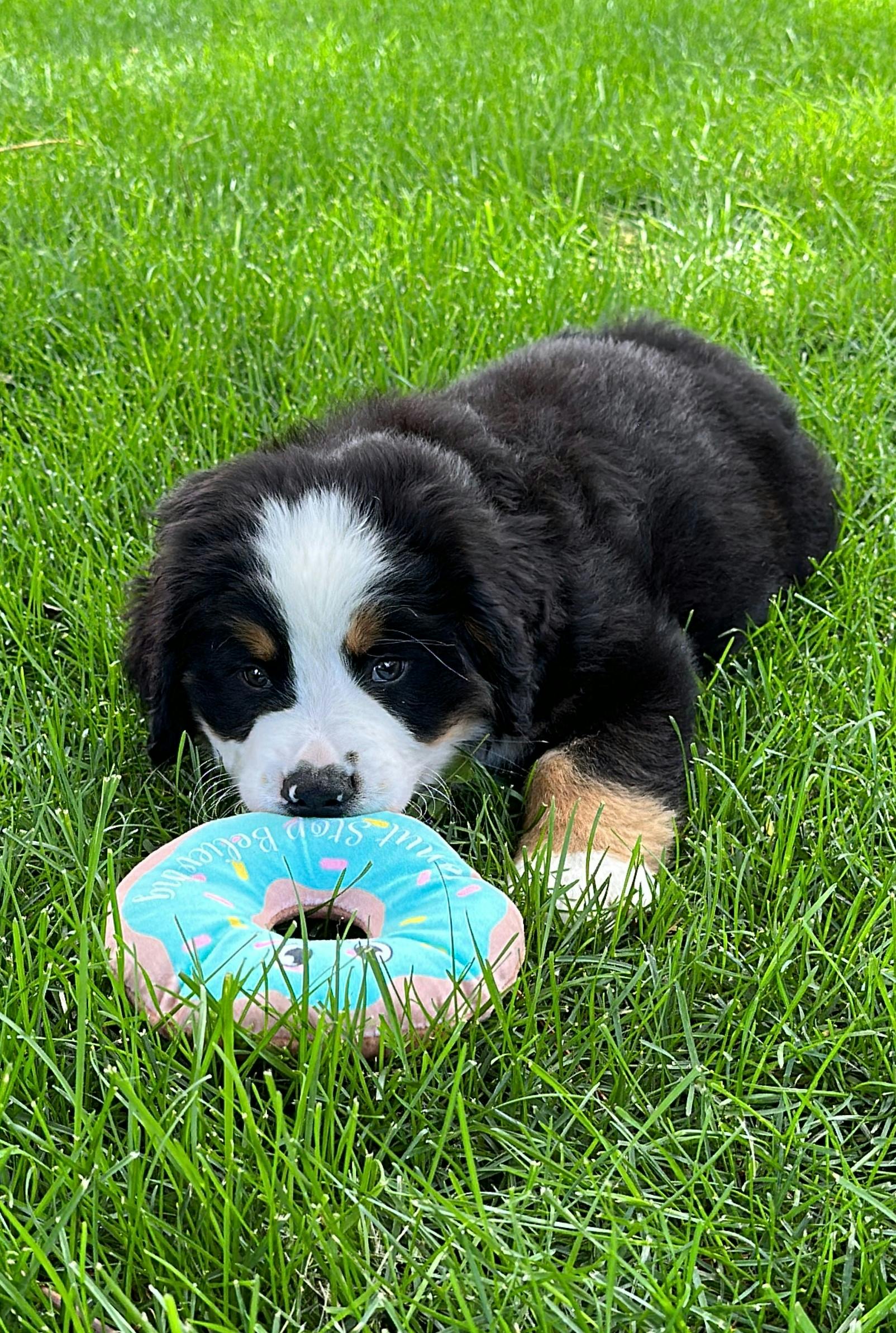 K9 with Donut.JPG