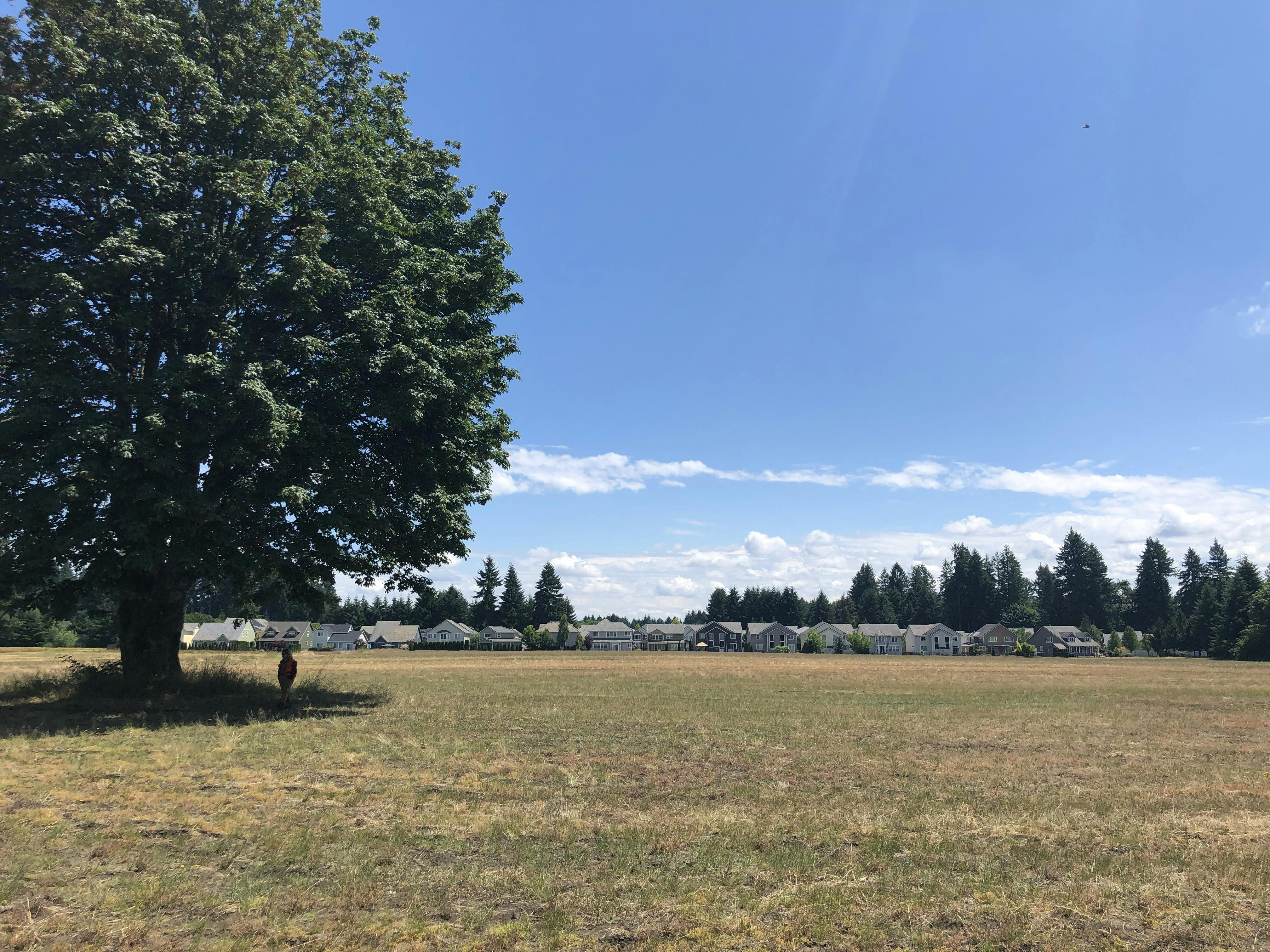 Empty field at Yelm Highway Community Park site