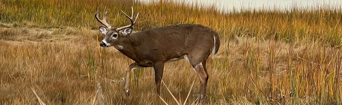 Deer with Antlers