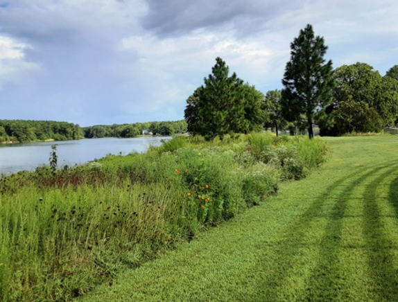 Riparian Plantings - Plant grasses and trees to create a riparian buffer along the lagoon to filter direct storm water runoff and reduce geese line-of-site