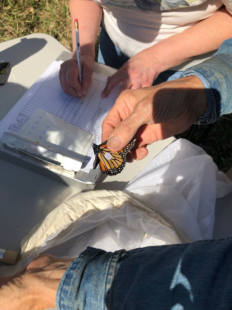 MonarchButterflyTagging.jpeg