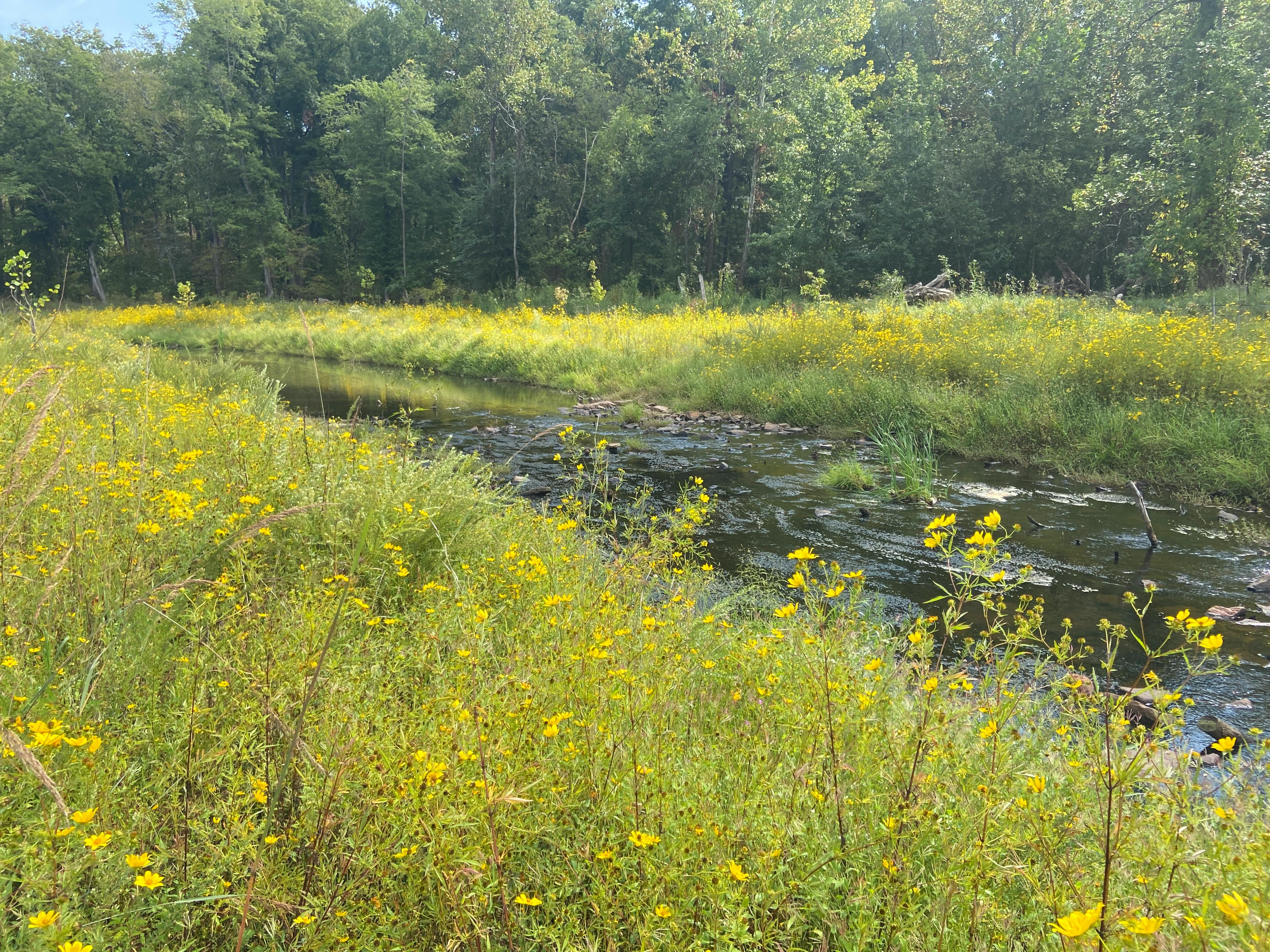 Chinn Park constructed vernal pool surrounded by yellow flowers and trees