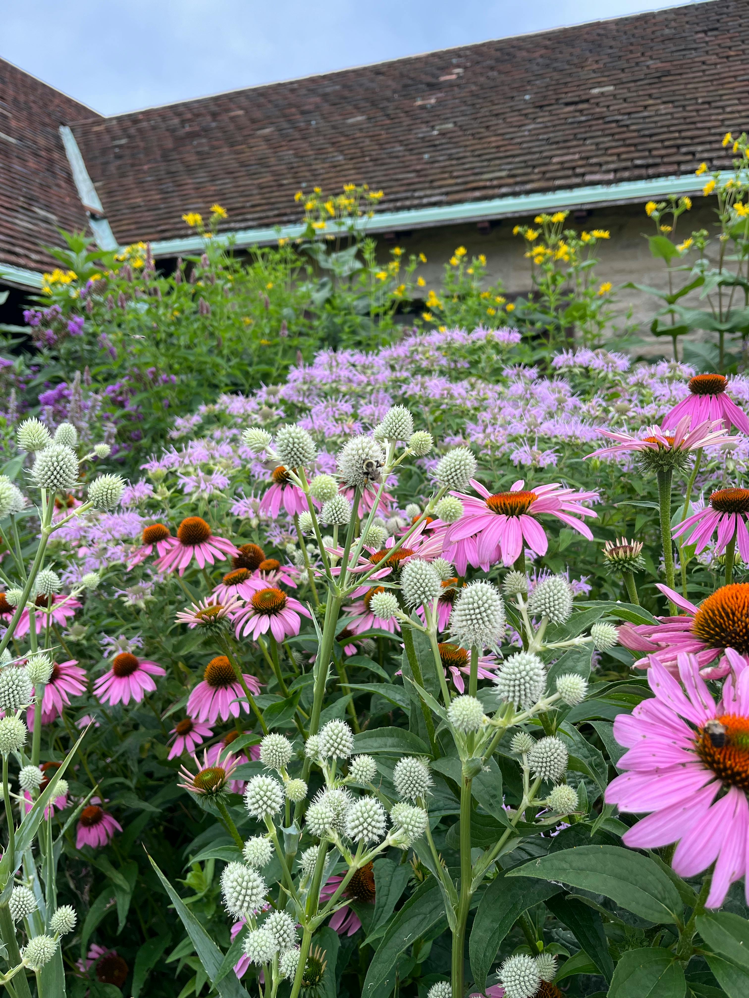 Pollinator Garden