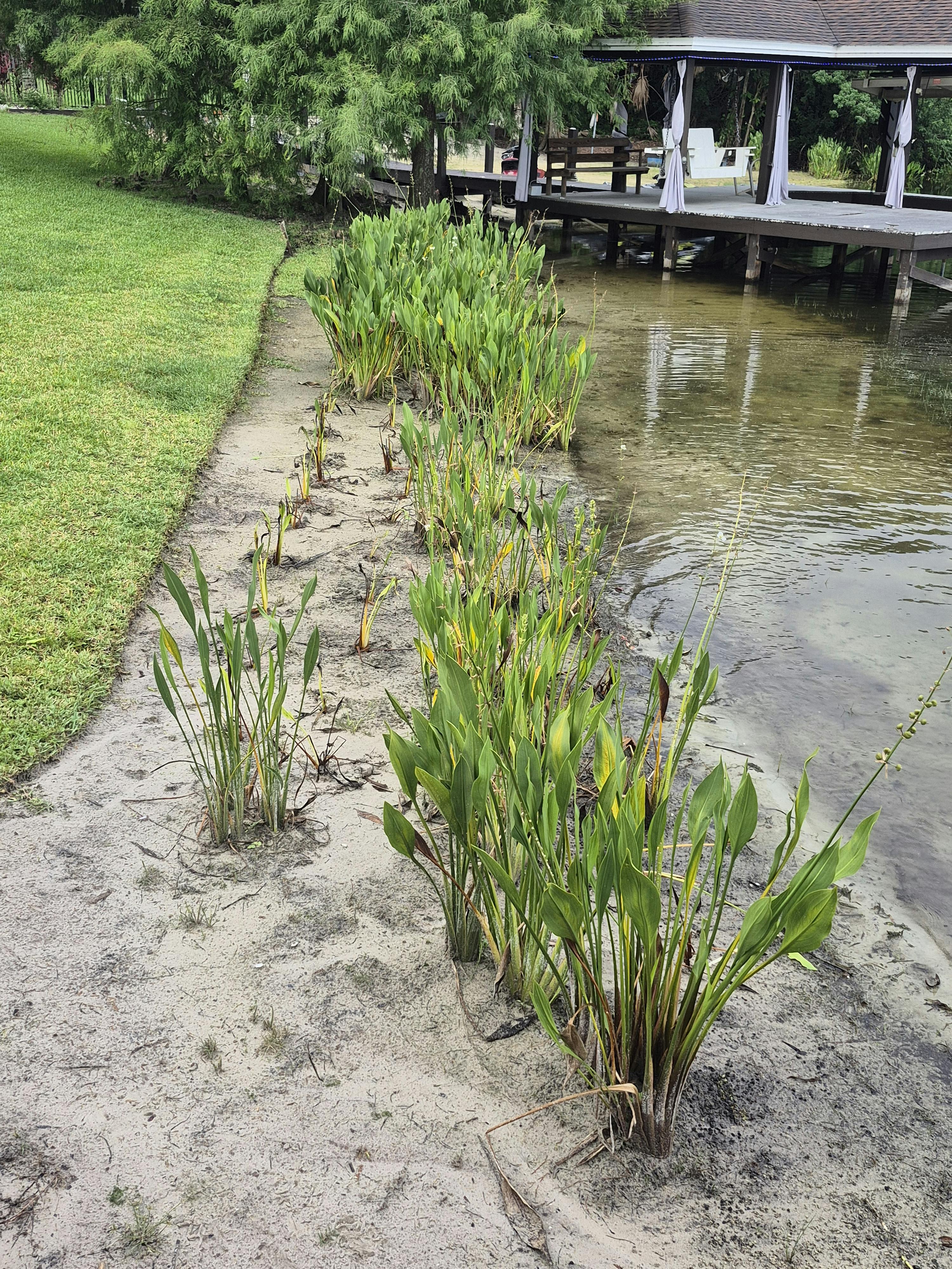 2025 Shoreline Planting