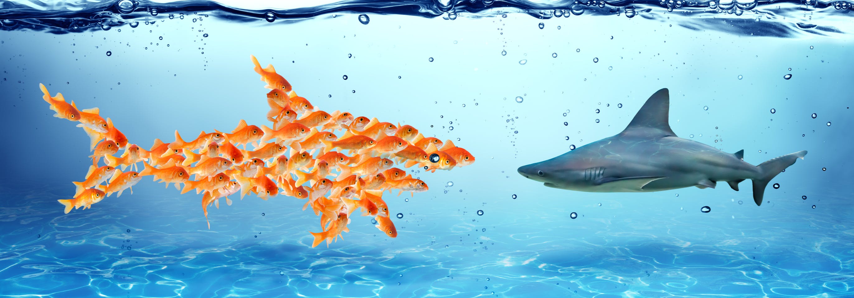 A school of gold fish comes together to confront the shark - we are stronger together!