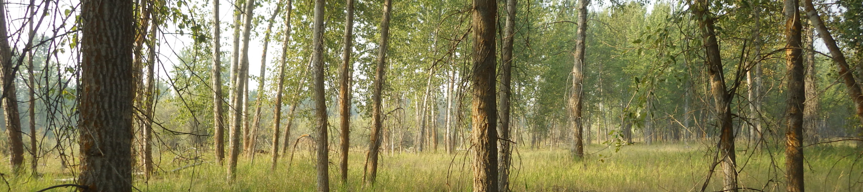 Trees on an island in the Clark Fork River