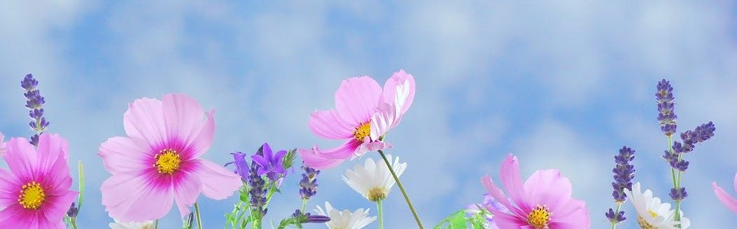 wildflowers against a blue sky