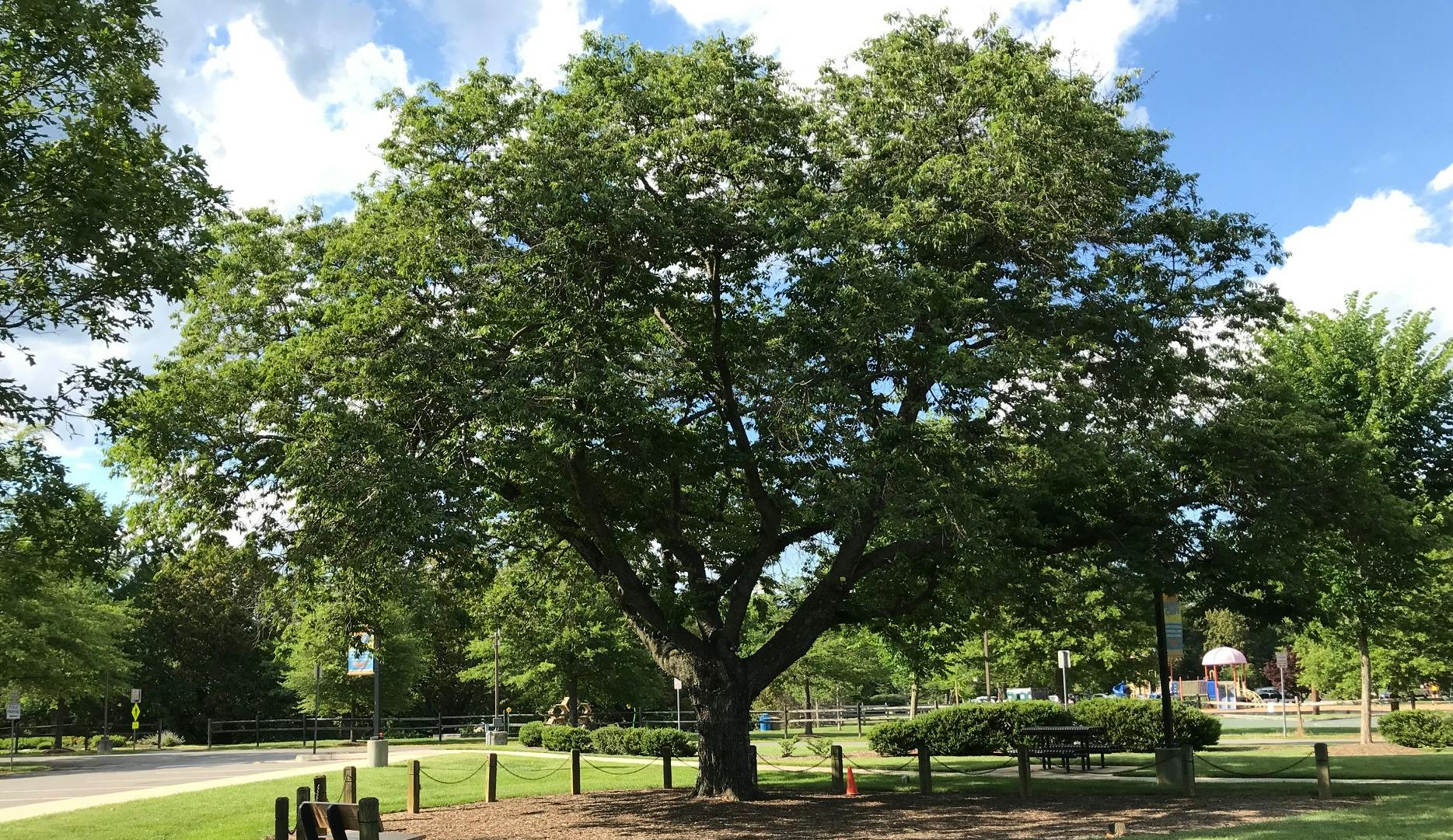 Oak tree at Sherwood Center