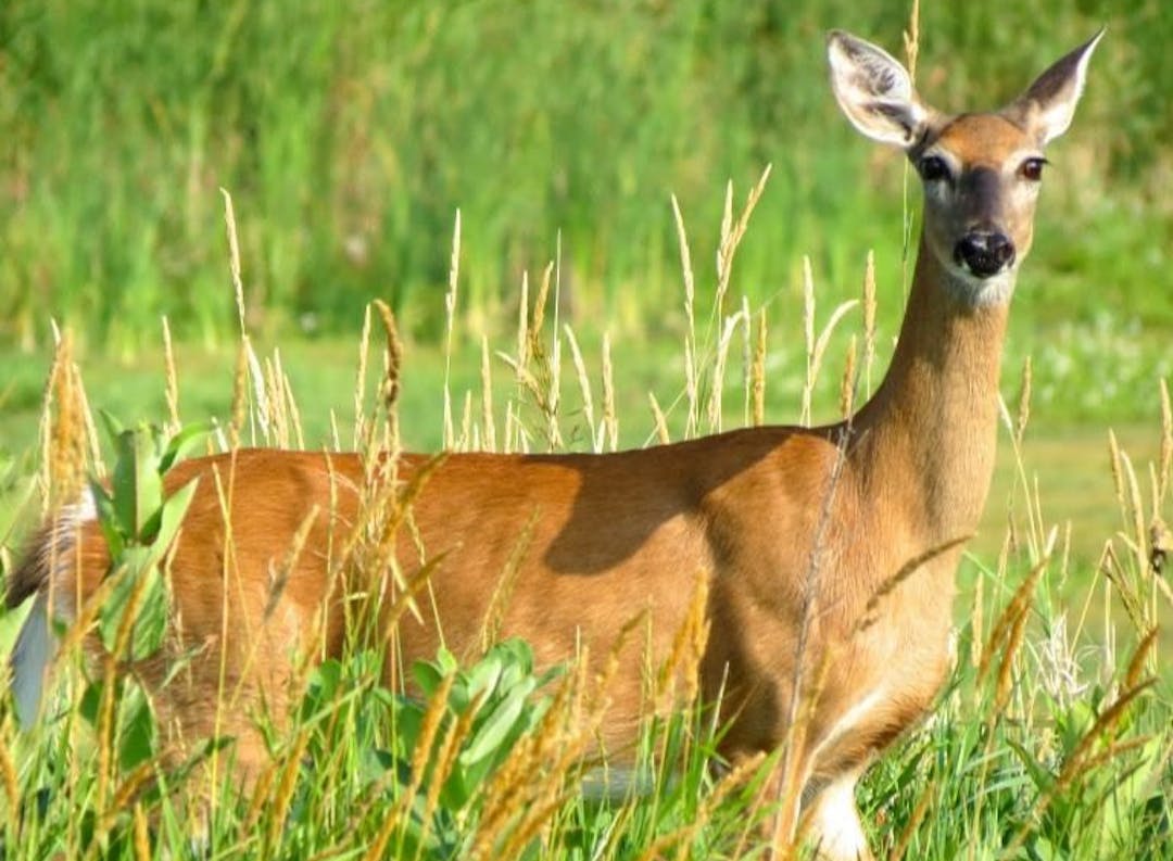 Deer Population Goal Setting Public Input Engage with DNR