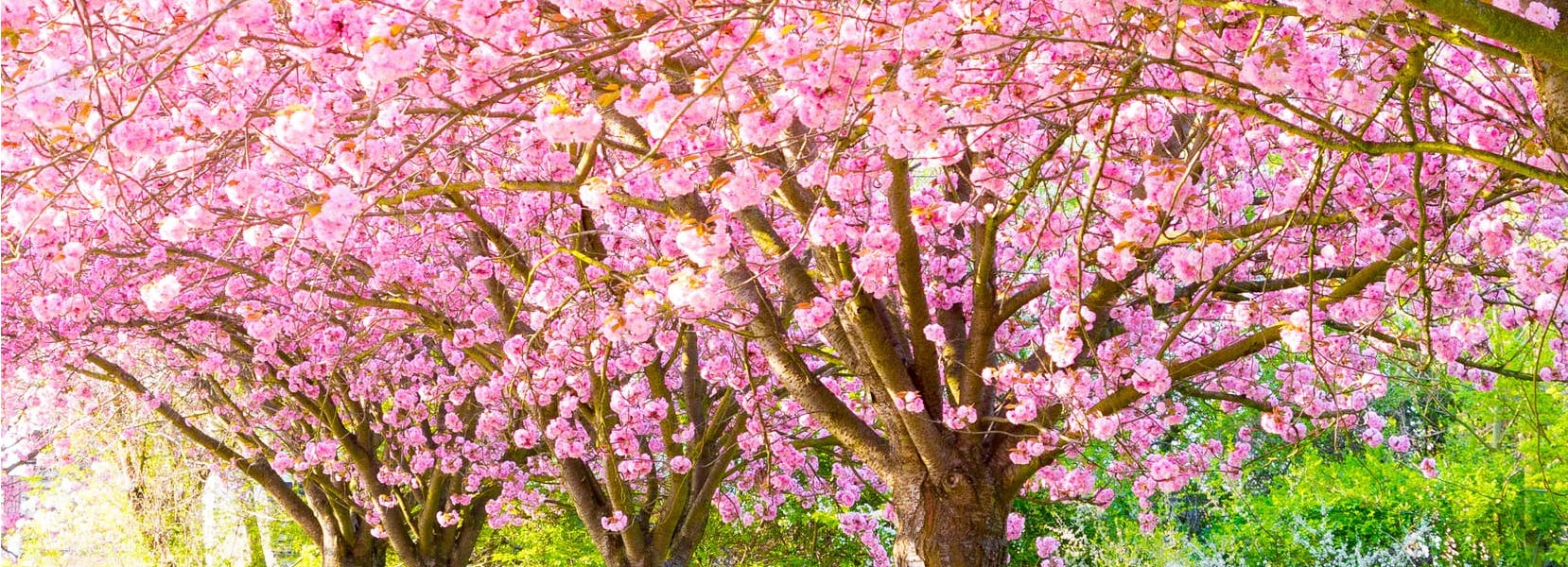 blooming trees