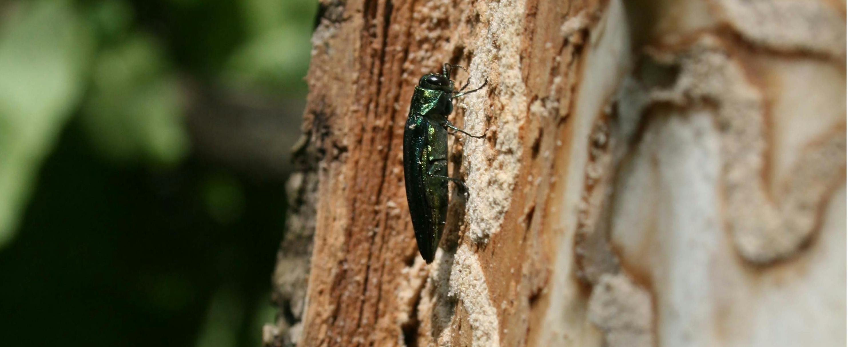 Emerald Ash Borer on tree. Photo courtesy Minnesota Department of Natural Resources.