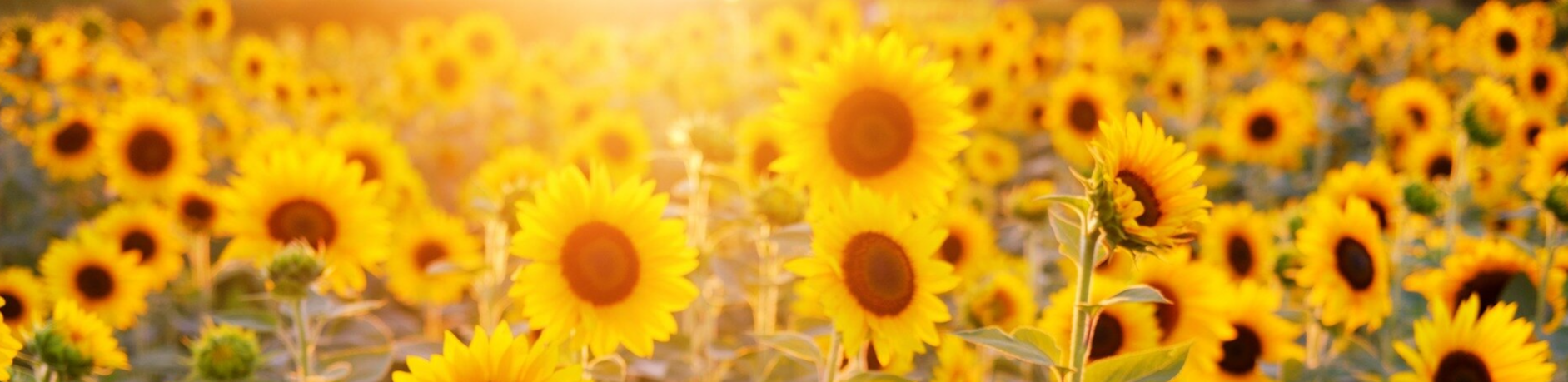 Complete Communities